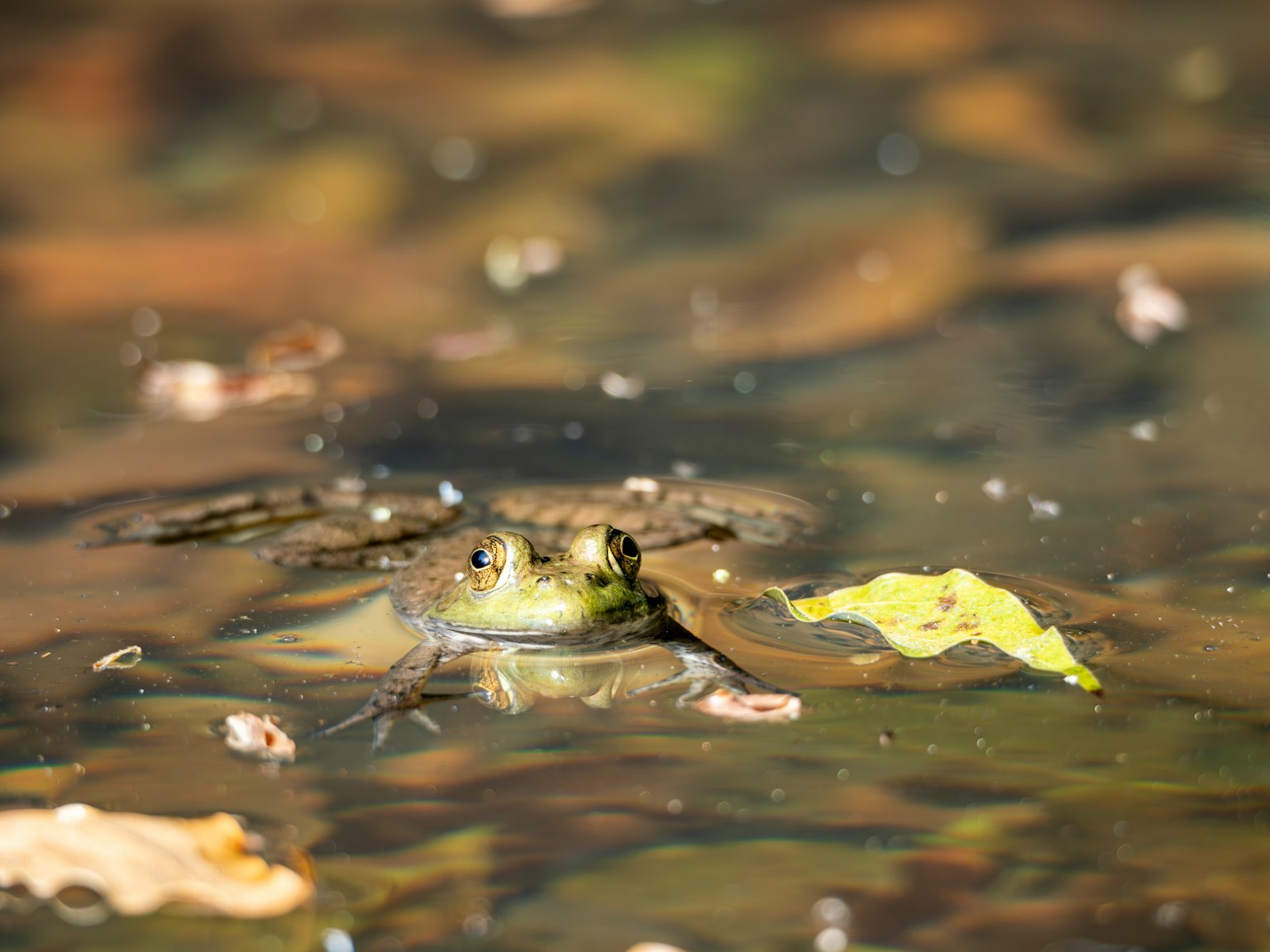 A frog partially submerged in water surrounded by leaves