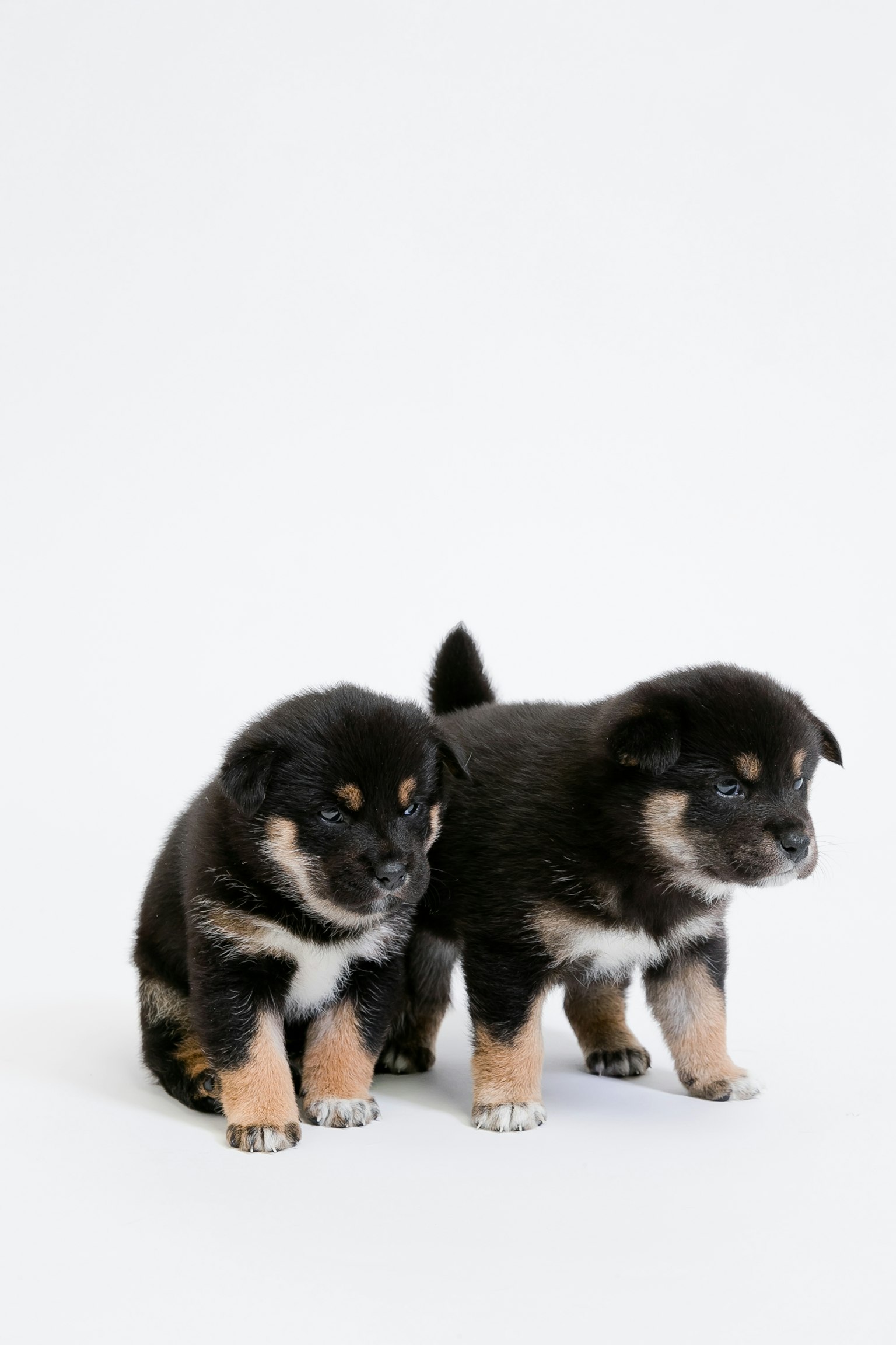 Dos cachorros sentados frente a un fondo blanco