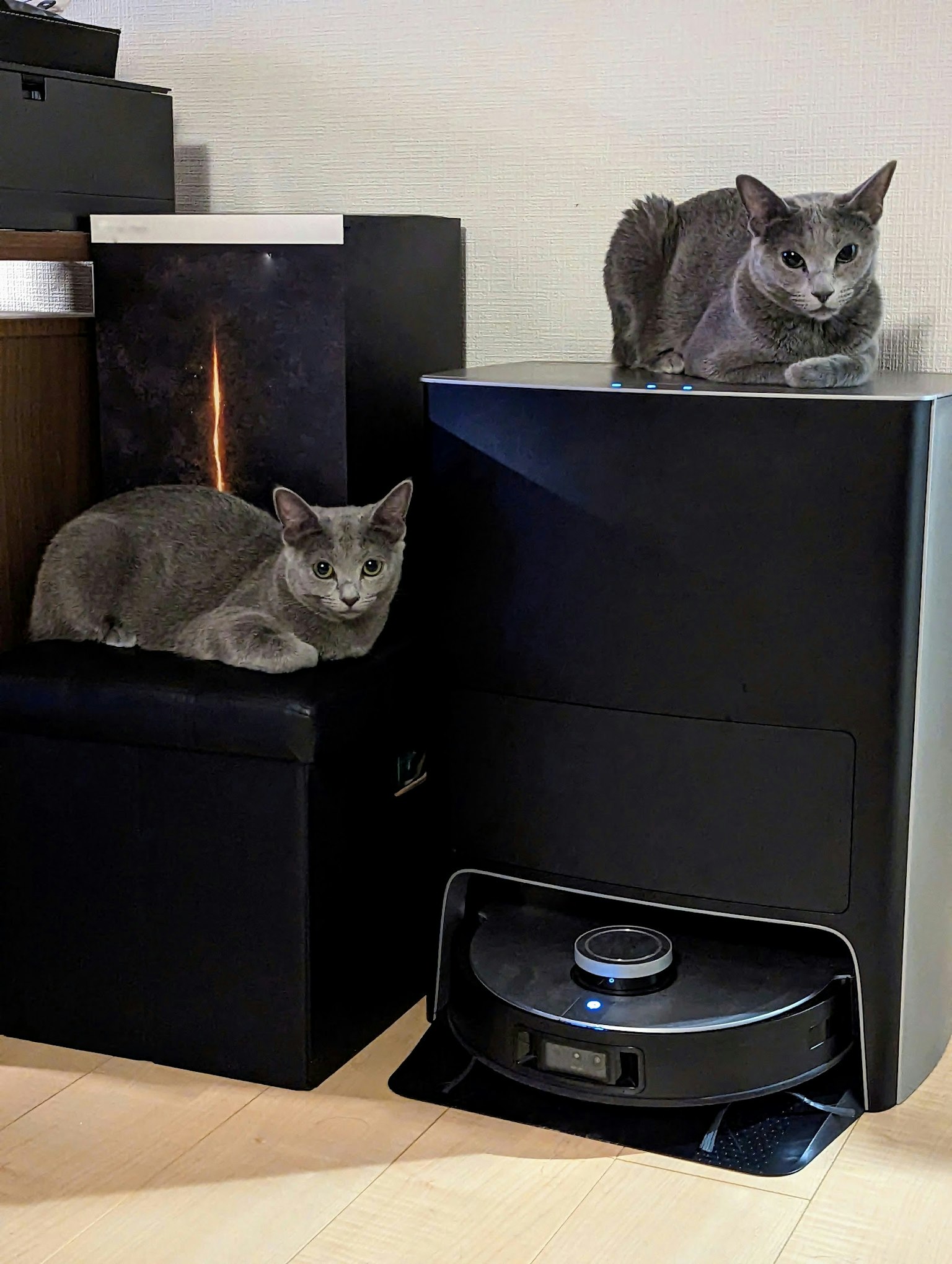 Chats gris se reposant sur des meubles noirs avec un aspirateur robot
