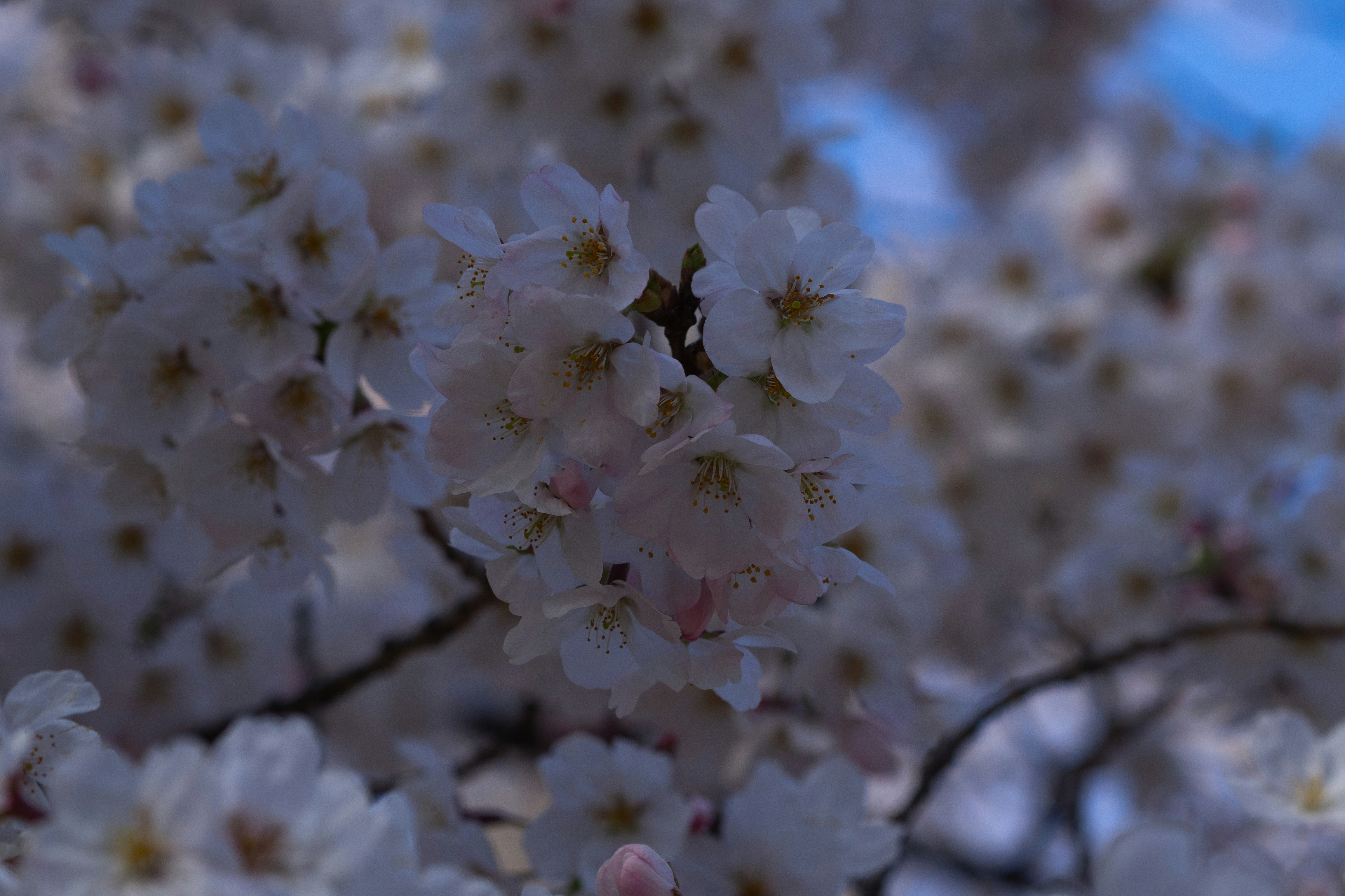 桜の花が咲き並ぶ春の枝先