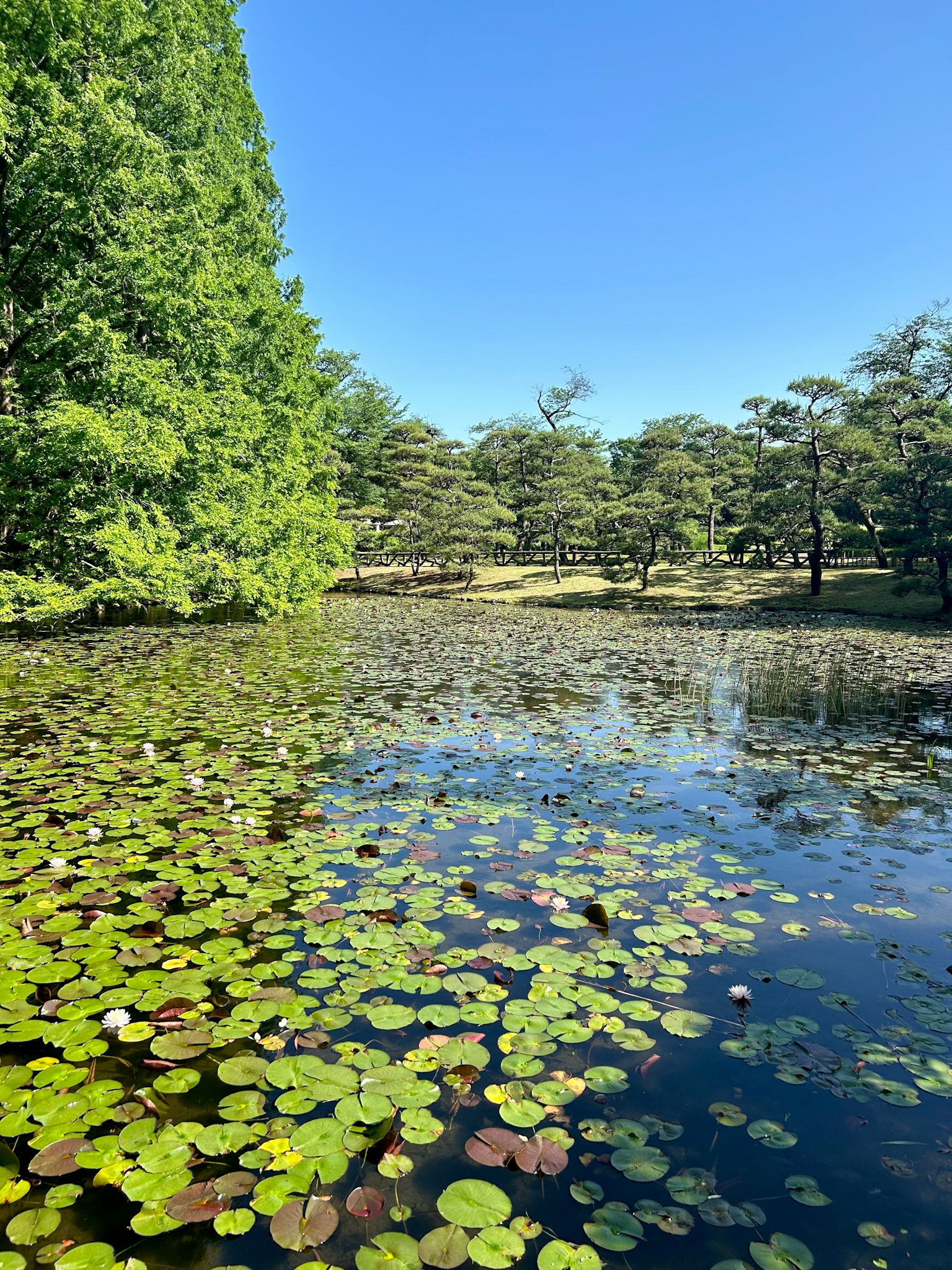 Calm pond with lily pads and surrounding lush green trees