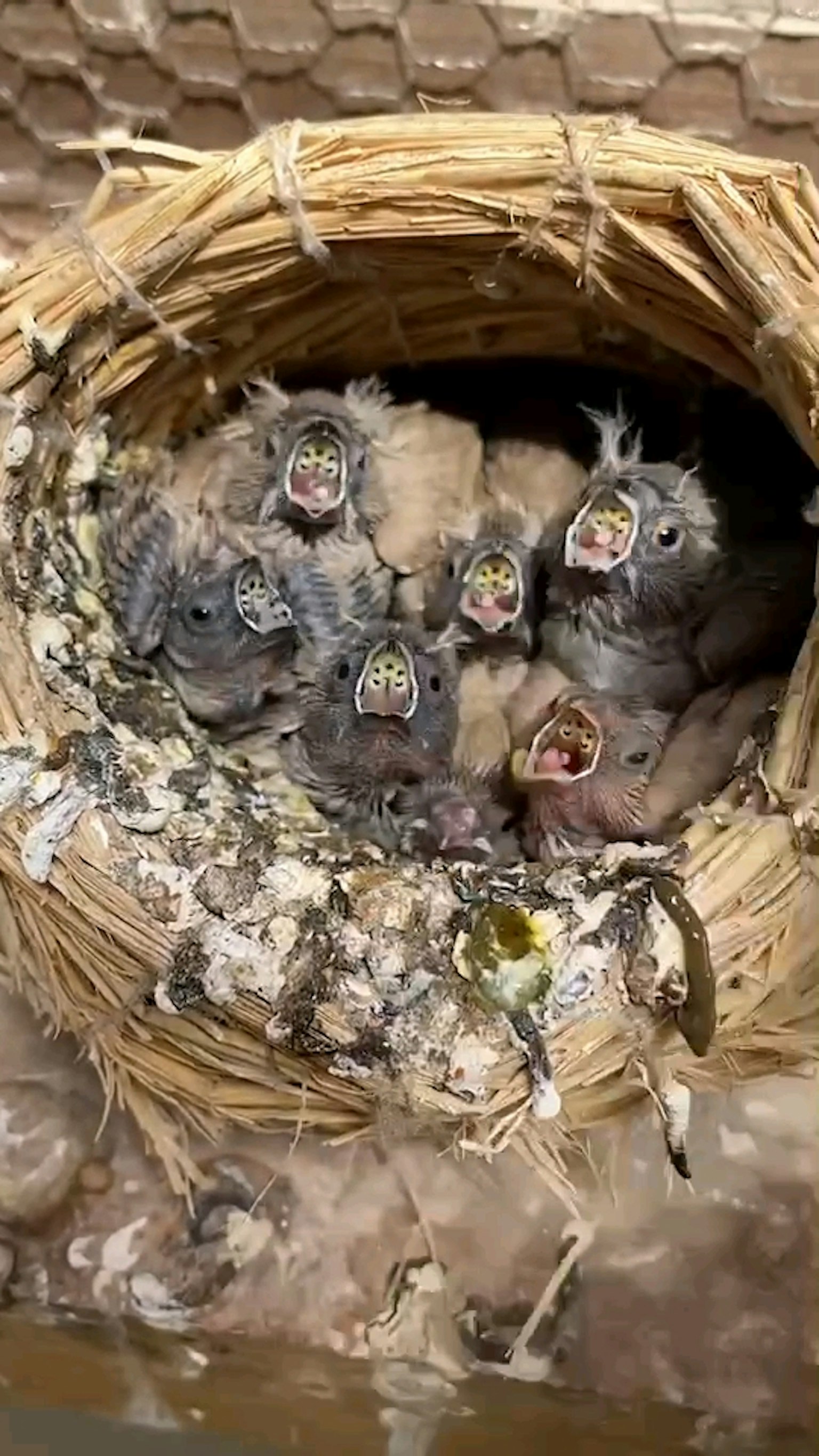 Nest mit Küken, die den Mund öffnen, umgeben von Nistmaterial