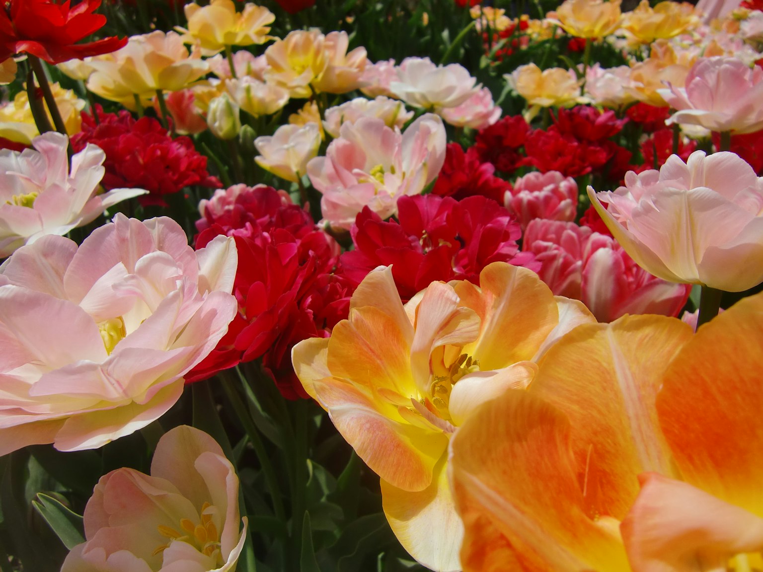 Gros plan d'un jardin de tulipes colorées avec différentes teintes