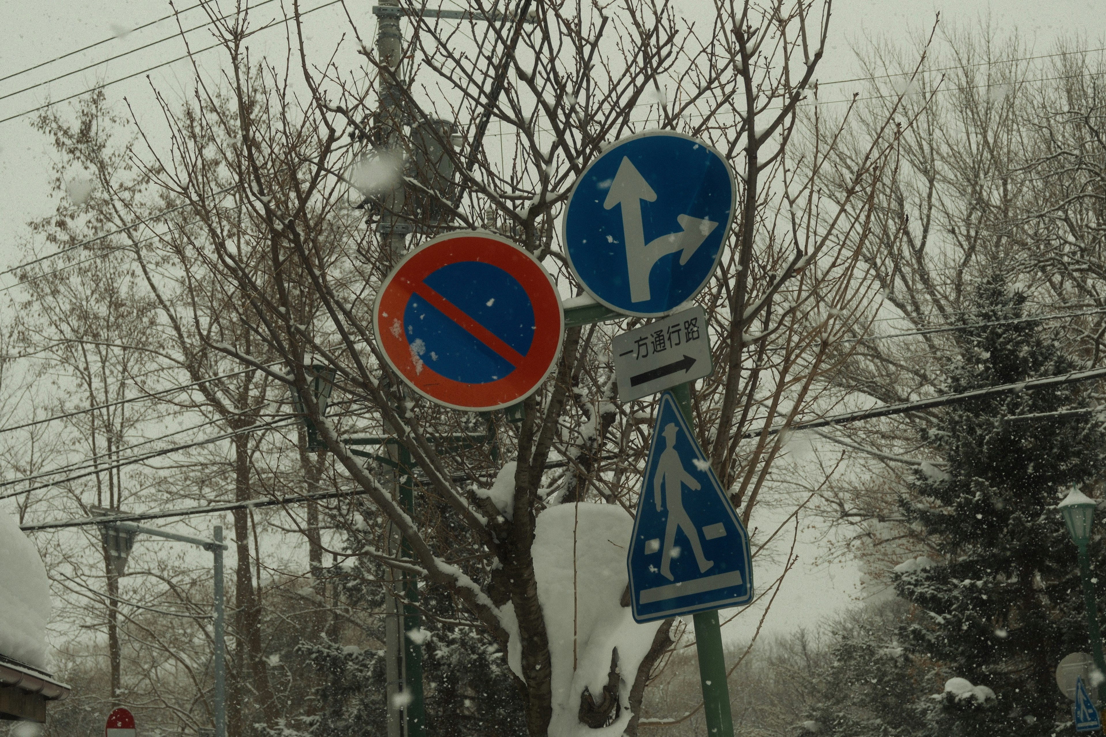 Segnaletica stradale innevata e alberi lungo la strada vicino al Parco Nakajima (Sapporo)