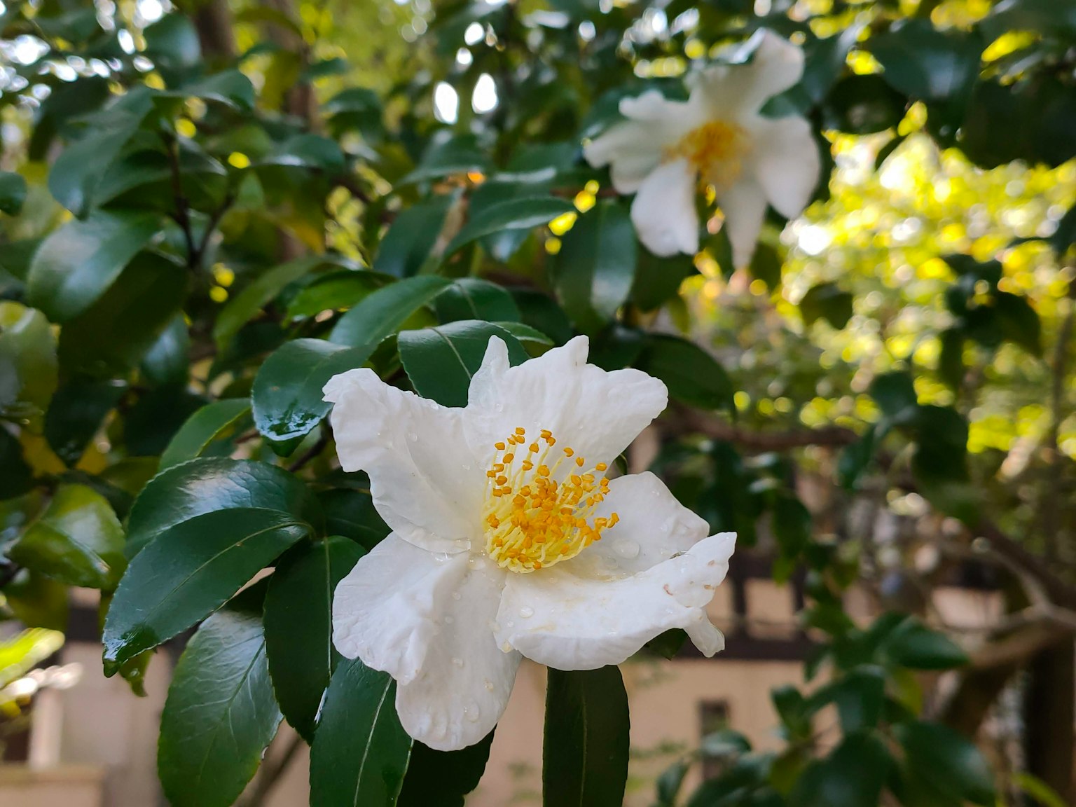 Primo piano di fiori bianchi con stami gialli tra foglie verdi lussureggianti