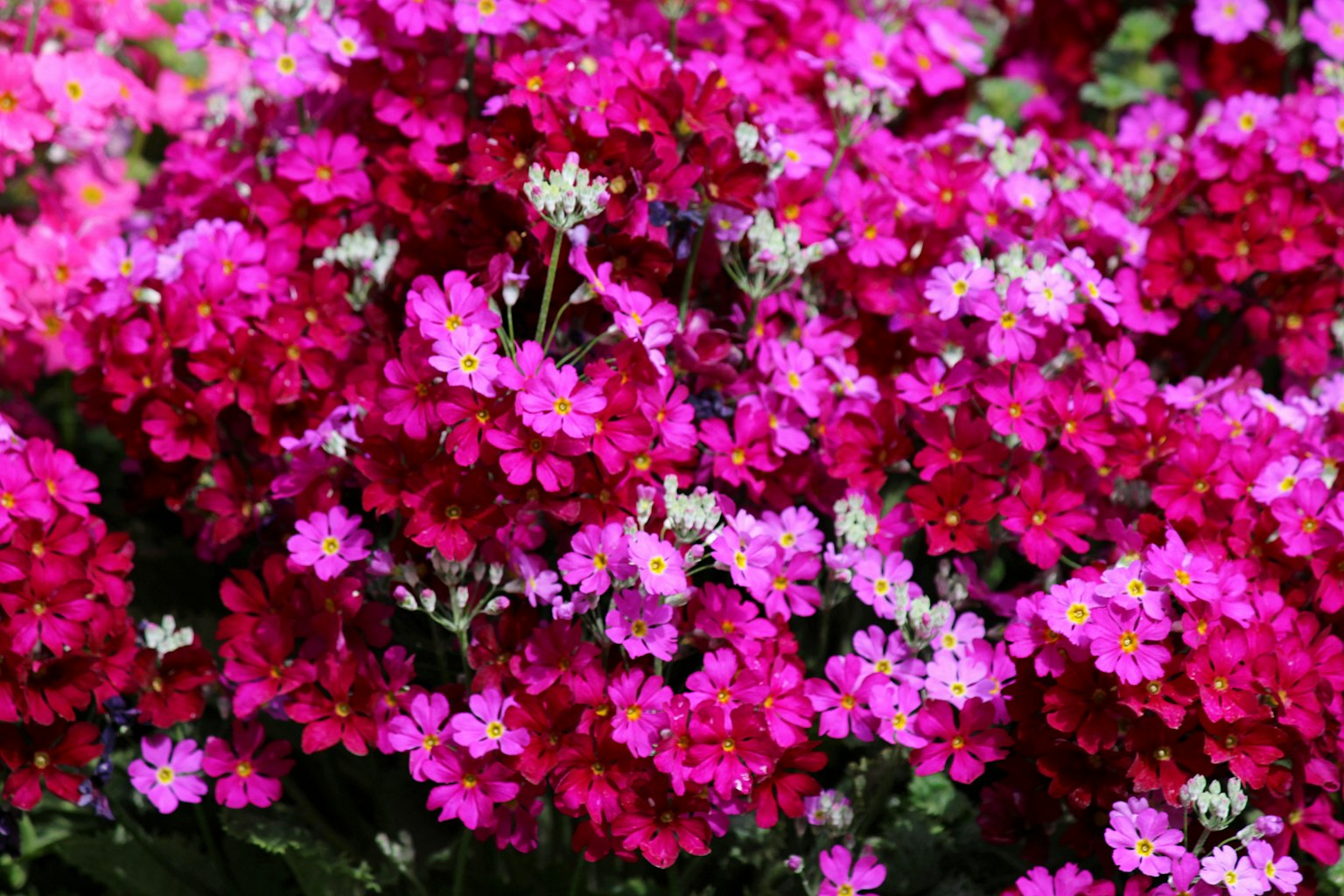 Una vivace esposizione di fiori rosa raggruppati con piccoli accenti bianchi