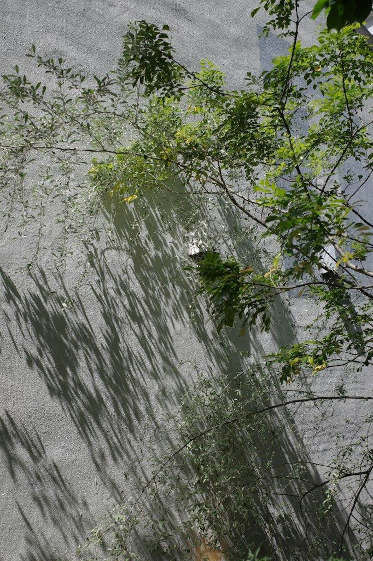 樹枝在紋理牆上投射陰影