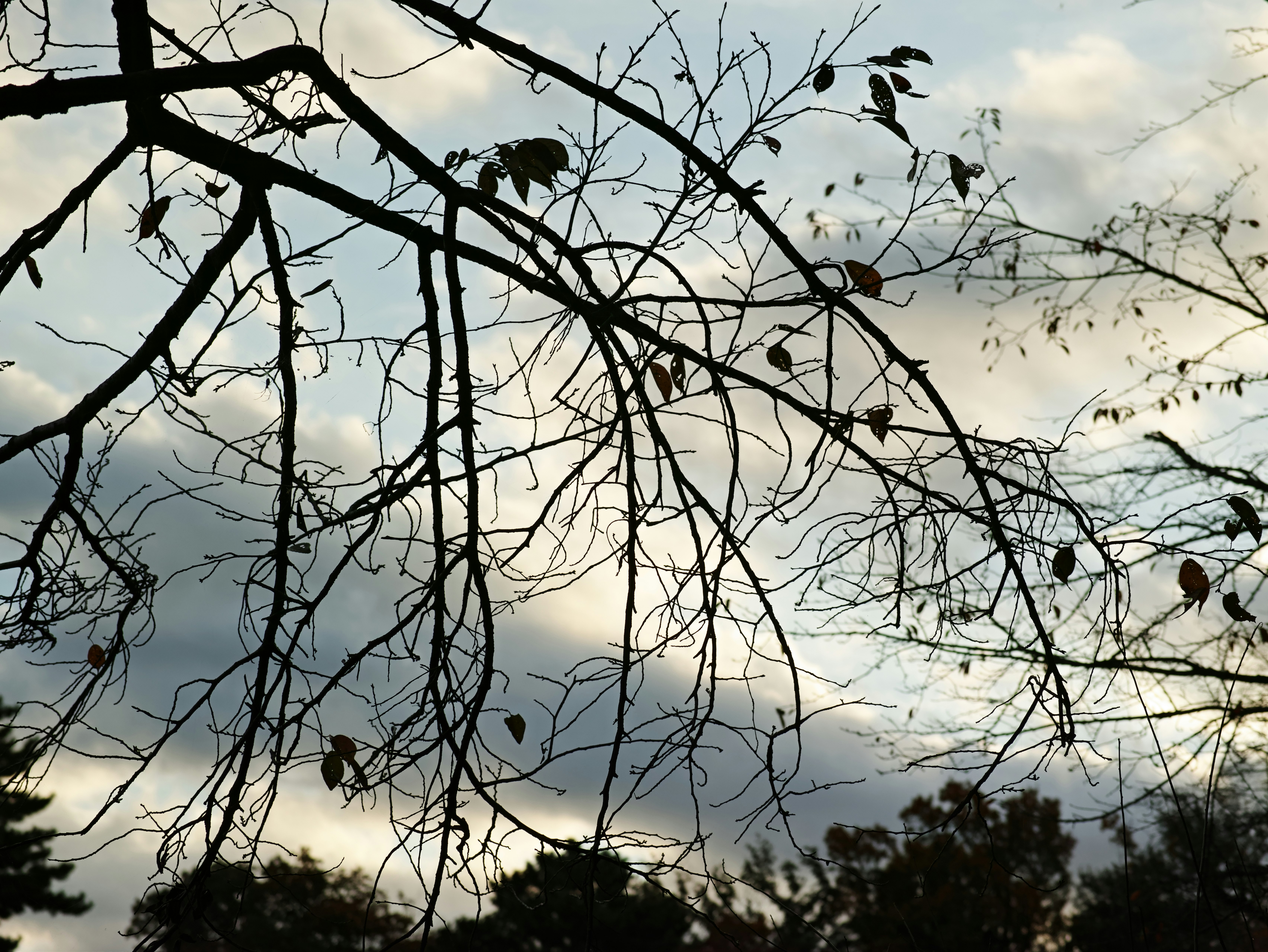 帶殘葉的樹枝與多雲的天空