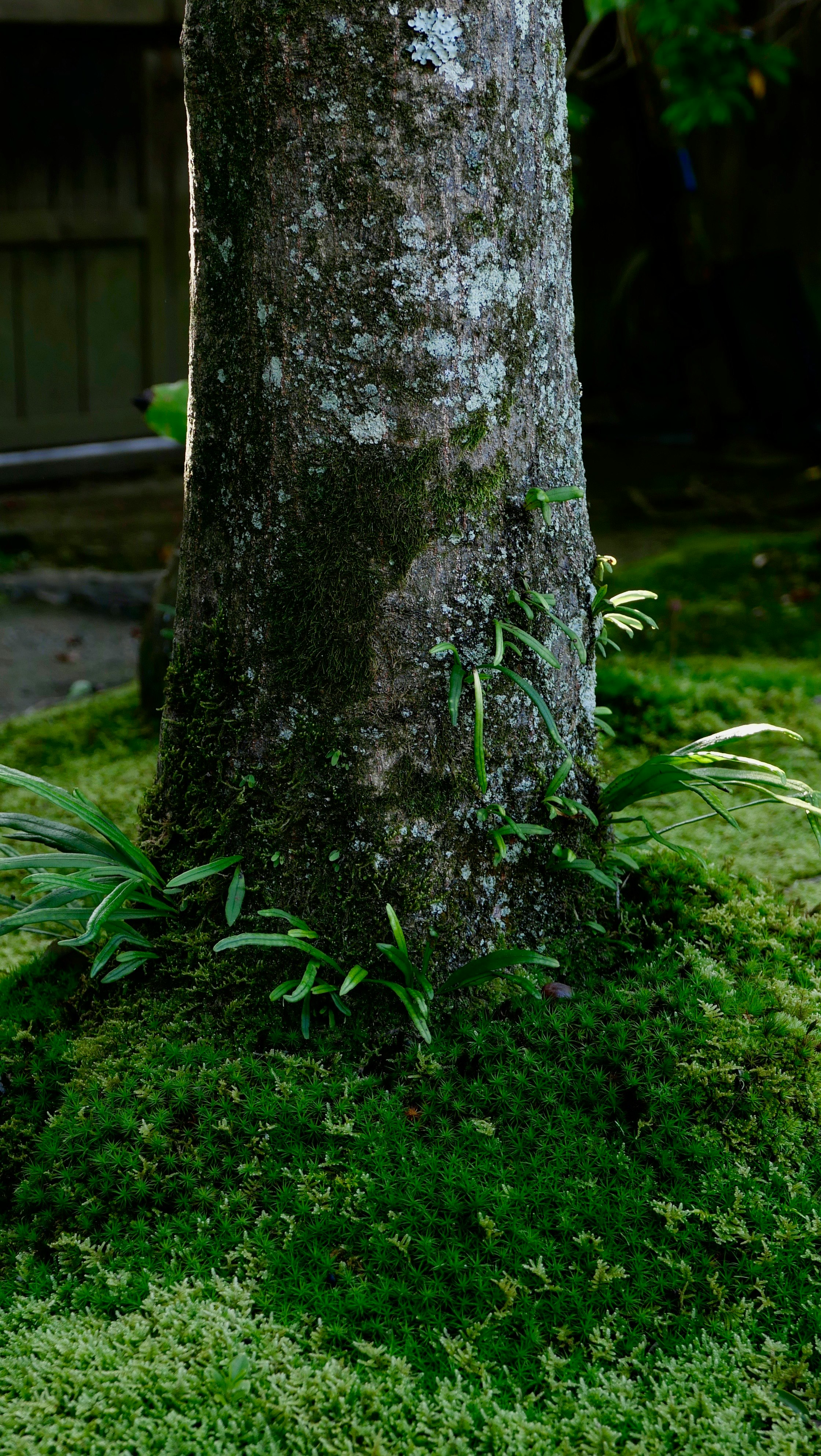 苔むした木の幹と鮮やかな芝生のある庭