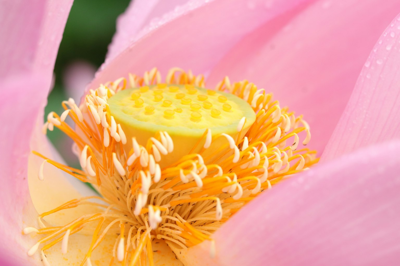 Acercamiento de una flor de loto rosa mostrando estambres y pistilo amarillos