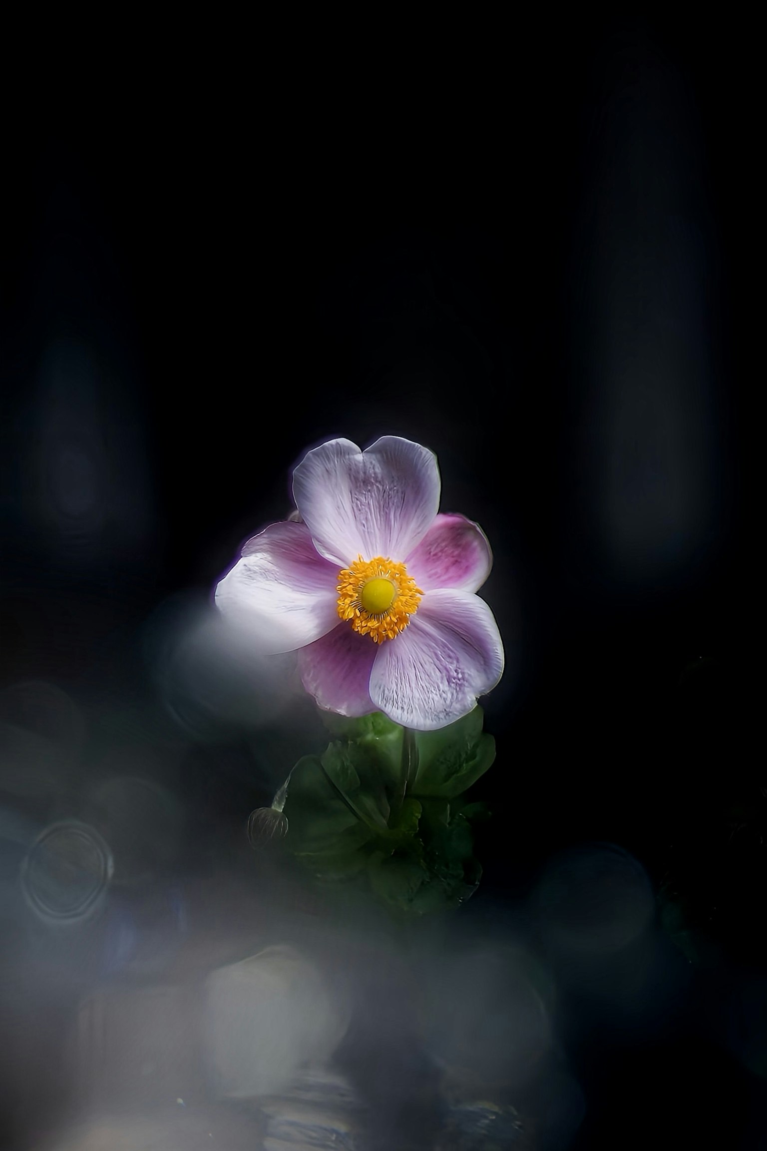 Fiore rosa con centro giallo su sfondo scuro