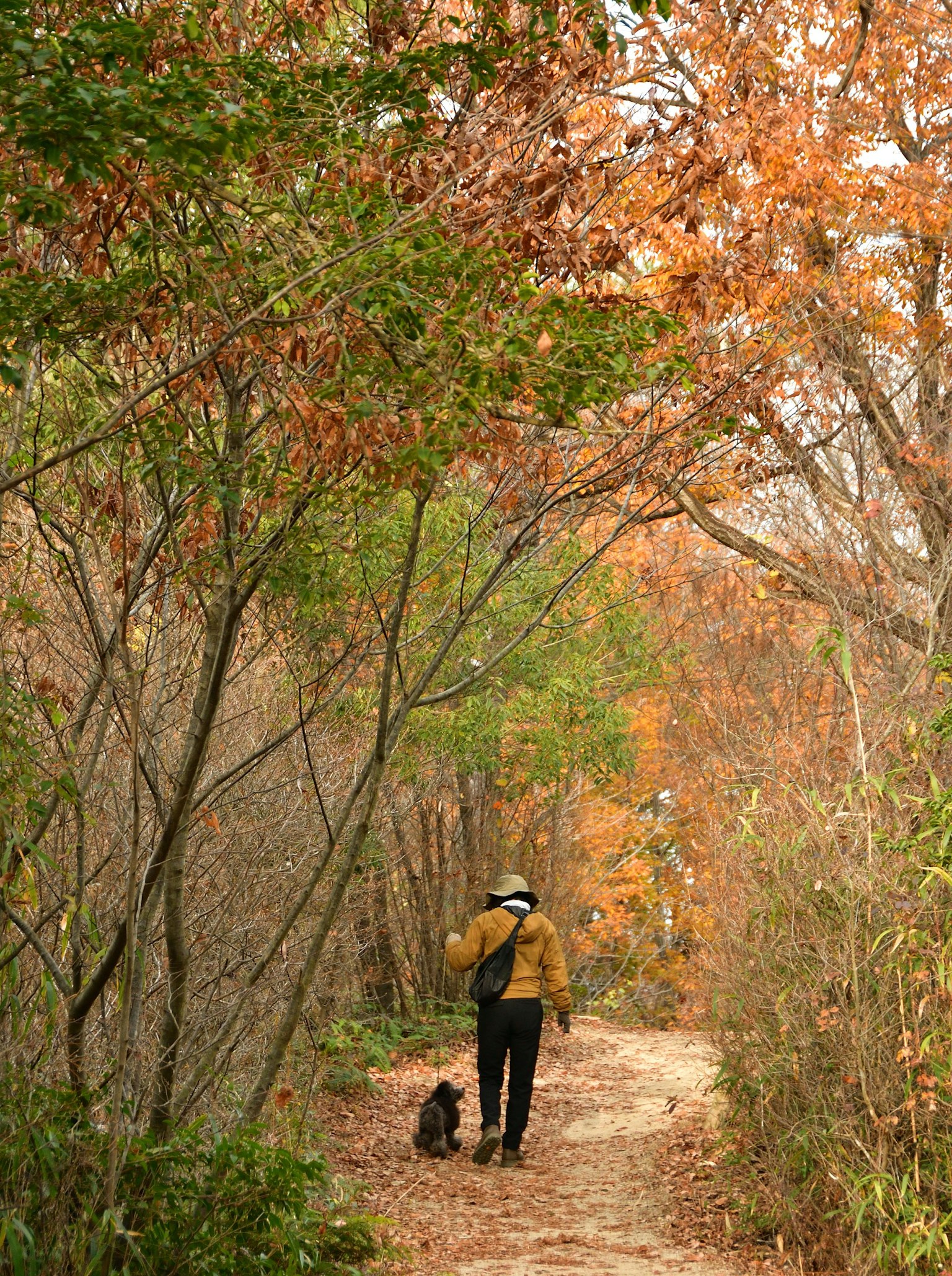 Persona caminando con un perro por un camino otoñal