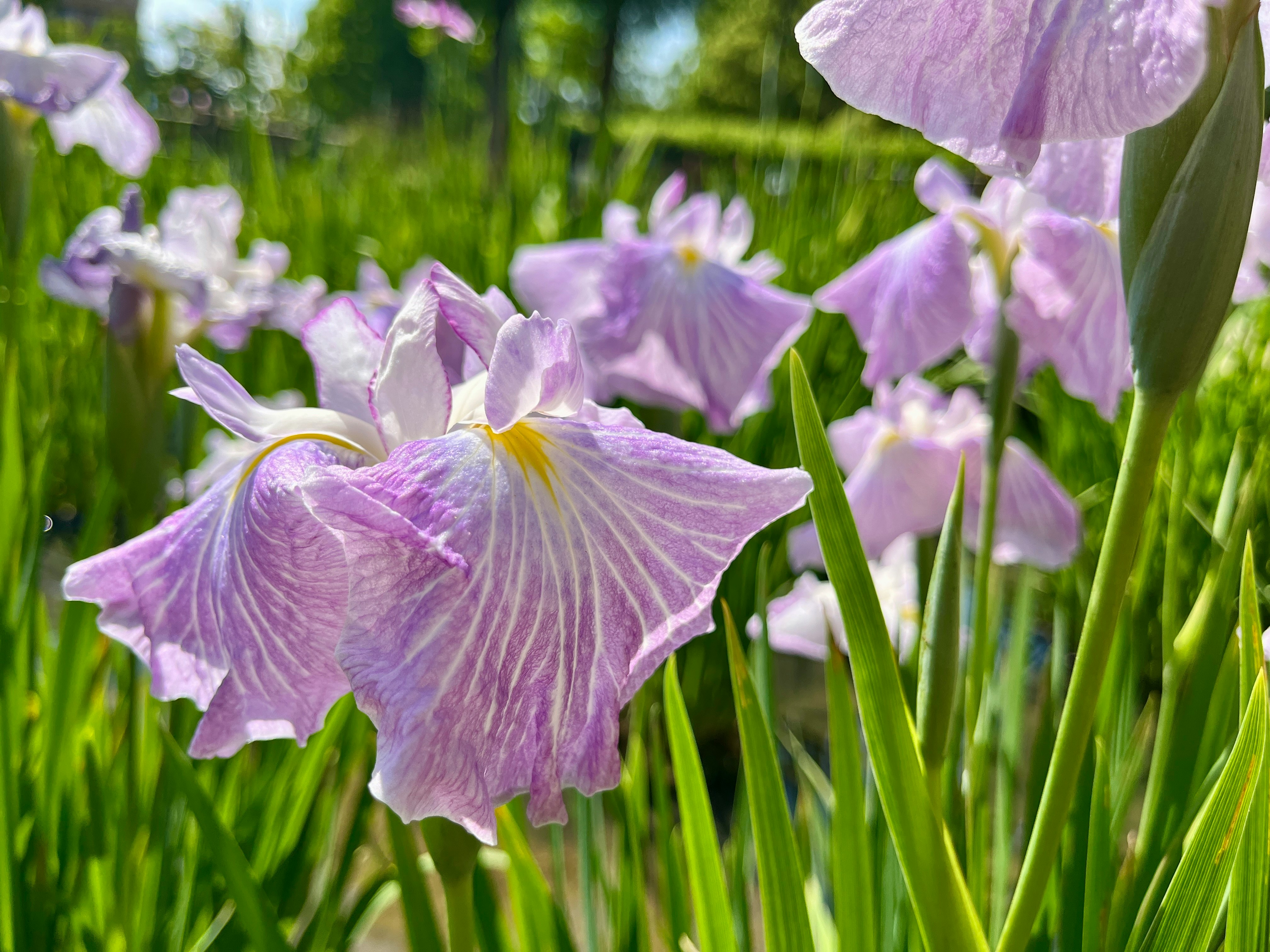 紫のアヤメが咲く緑の花畑のクローズアップ