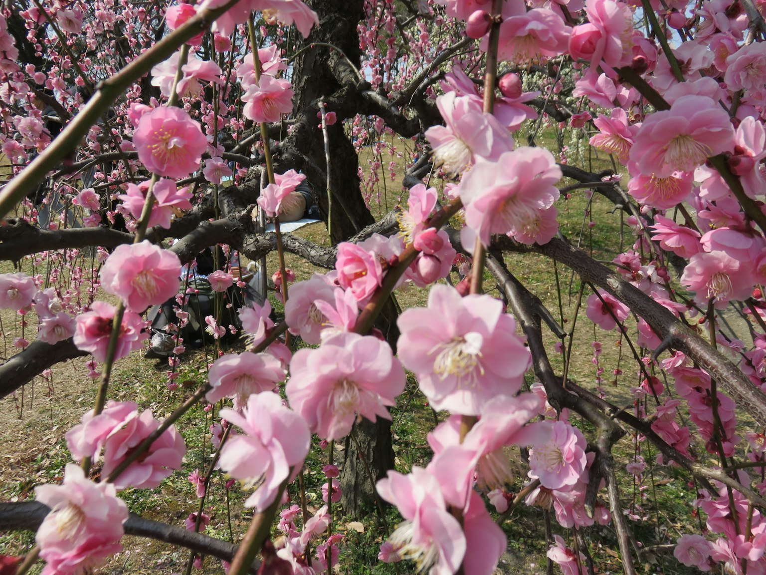 Rami di un albero di prugno adornati di bellissimi fiori rosa