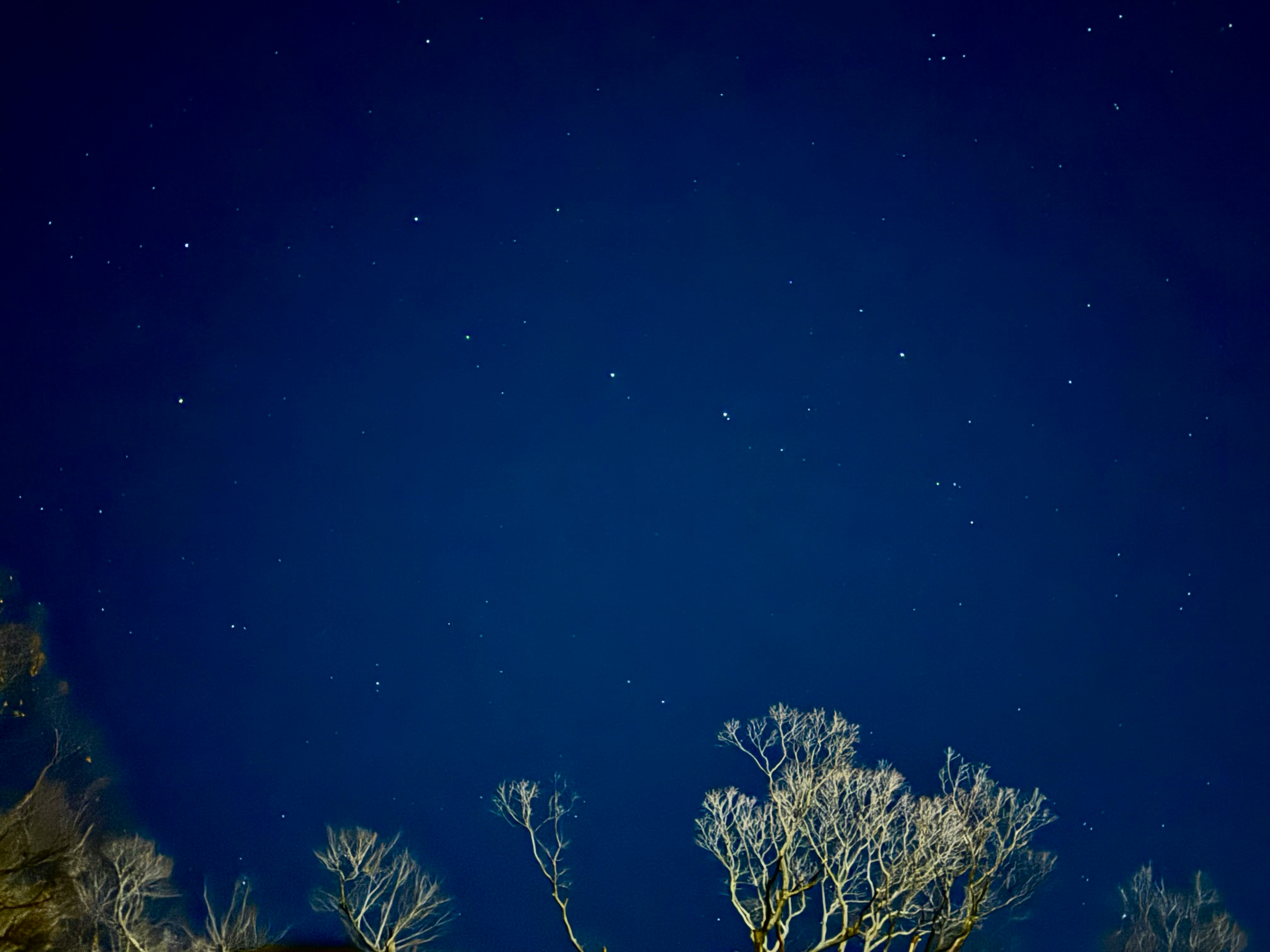La costellazione dell’Orsa Maggiore sopra un cielo notturno con alberi