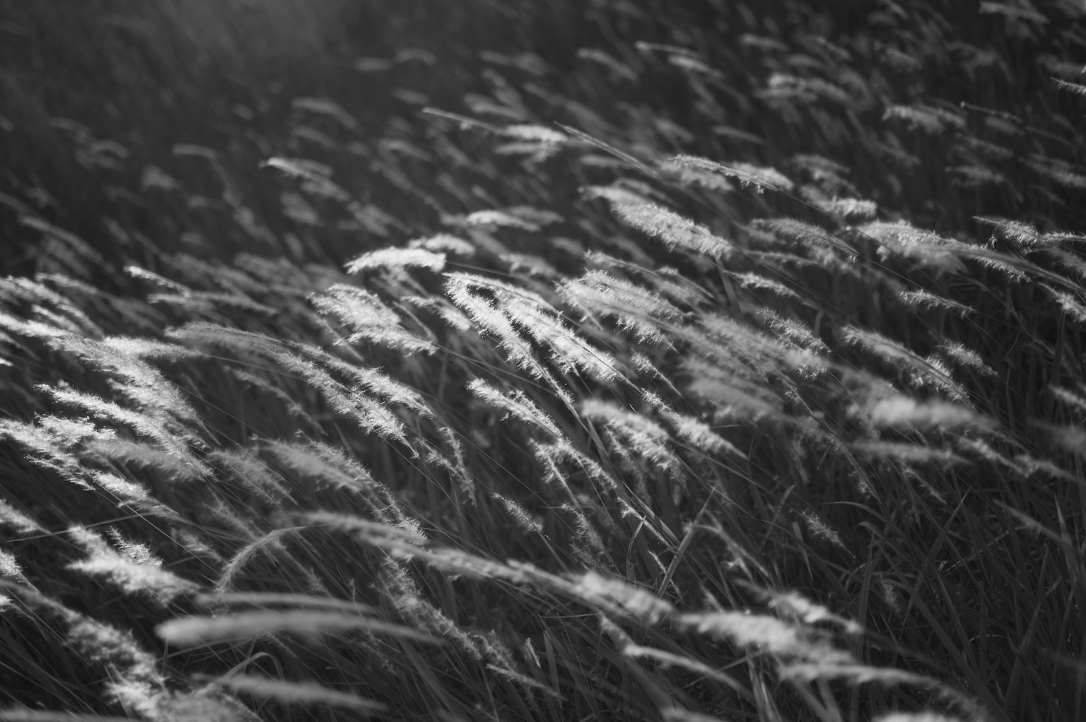 Foto en blanco y negro de hierbas blancas ondeando al viento