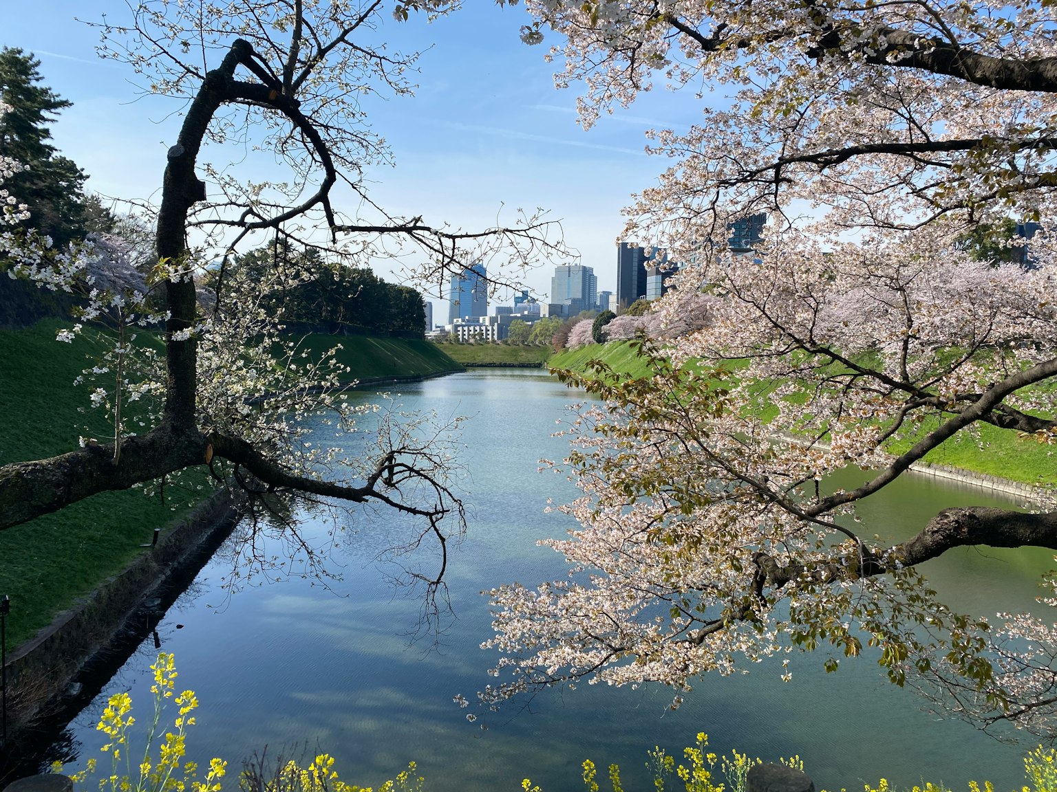 Cherry blossom trees framing a serene river with modern buildings in the background