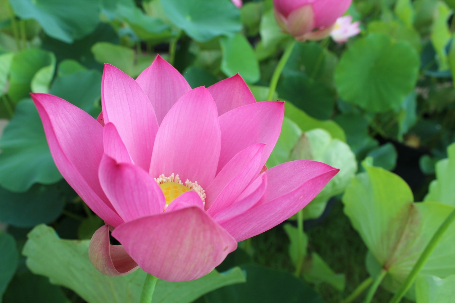 A beautiful pink lotus flower surrounded by green leaves