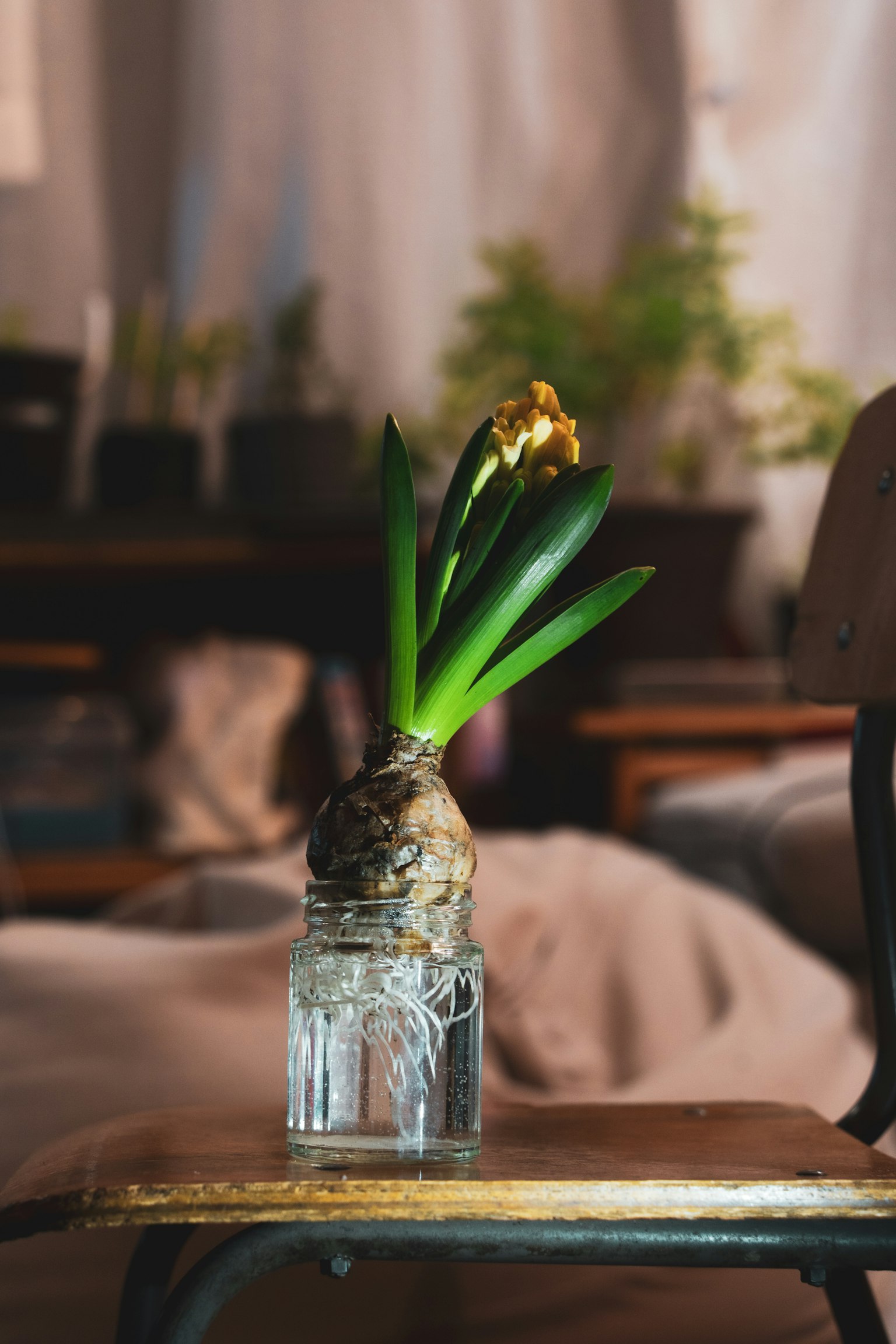 Escena interior con una planta bulbosa en un recipiente de vidrio con hojas verdes