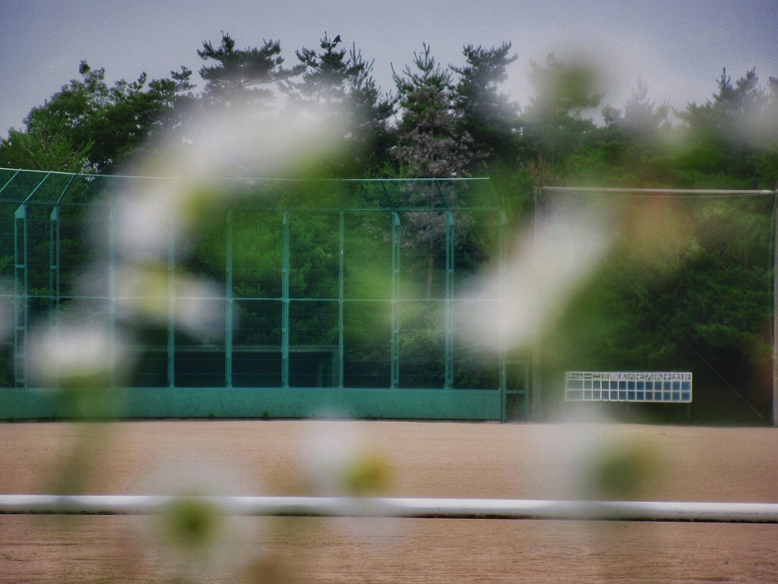 Blurred flowers in the foreground with a green tennis court in the background