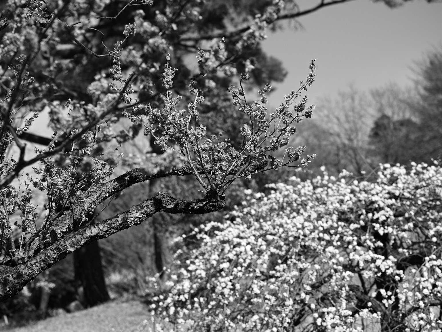 Paesaggio in bianco e nero di alberi e cespugli fioriti