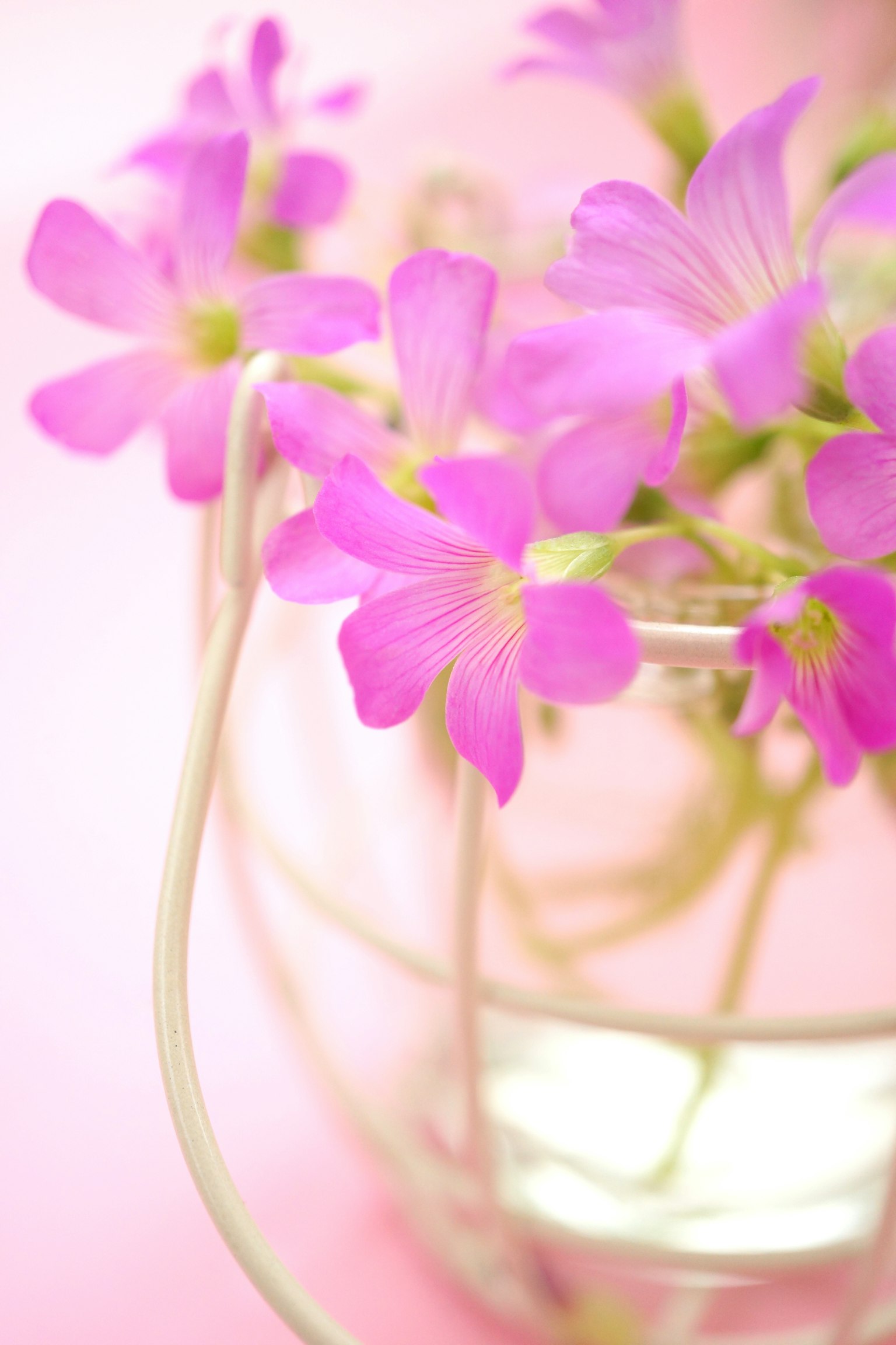 Flores moradas en un jarrón blanco sobre fondo rosa