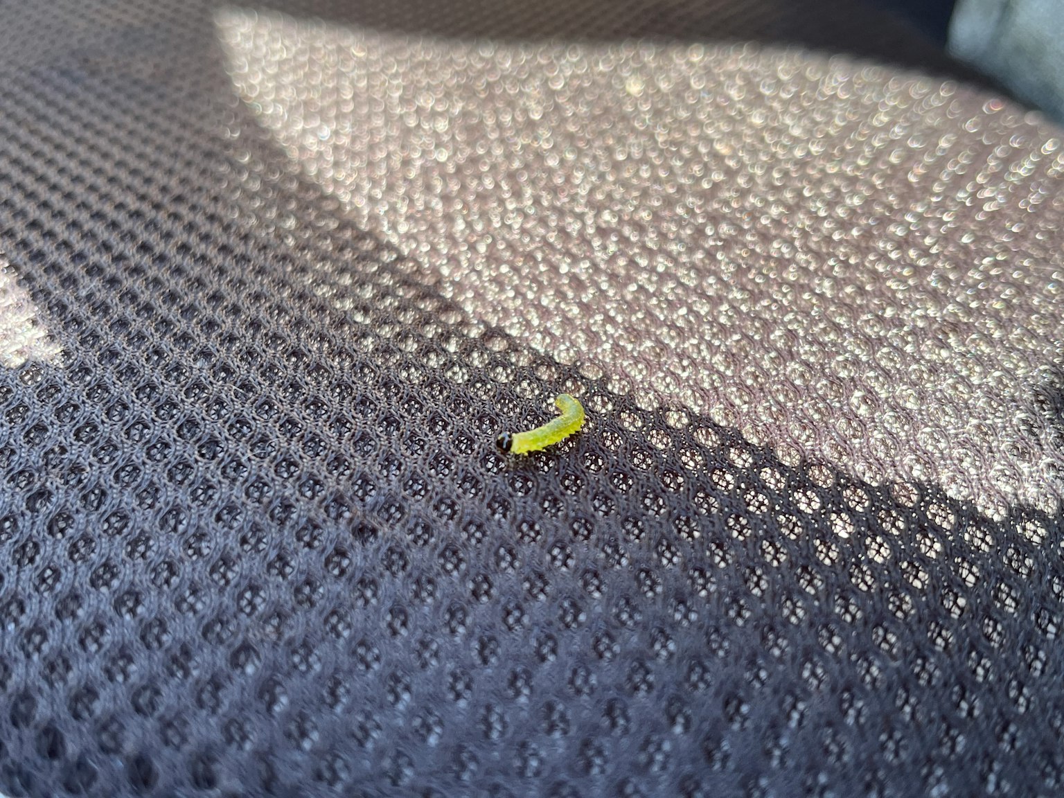 汽车座椅上的小黄虫