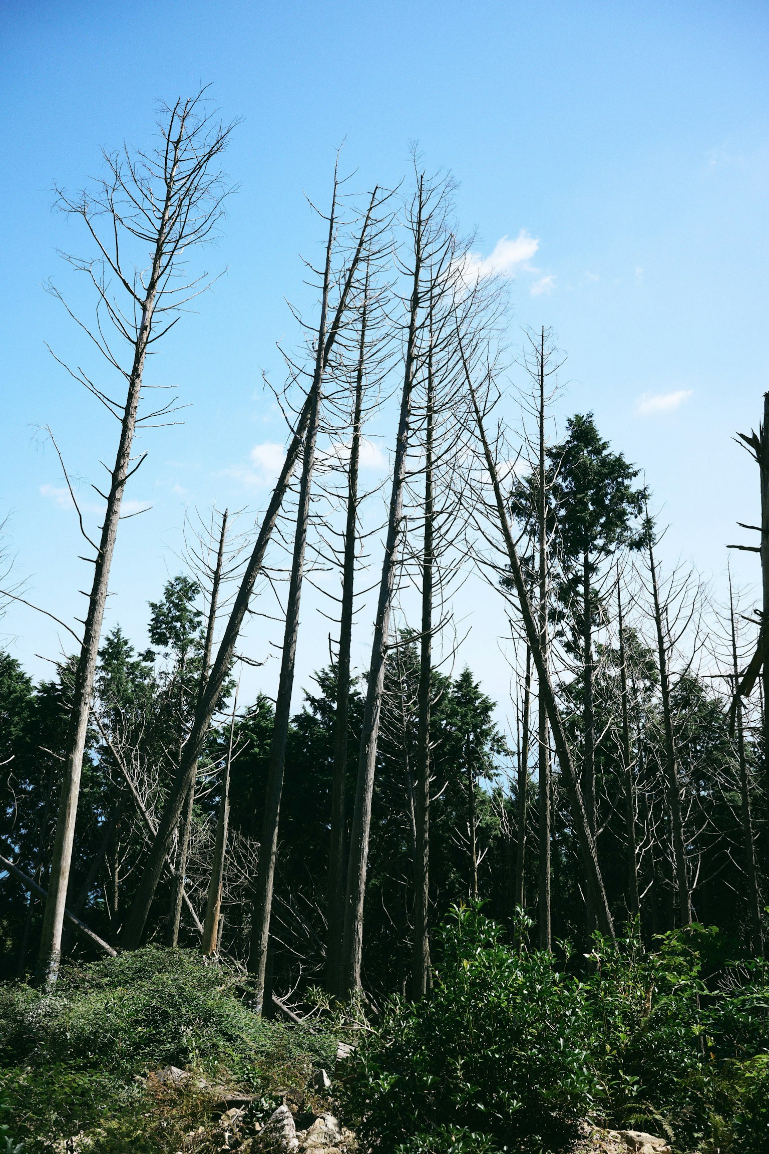 Landscape of dead trees standing under a blue sky