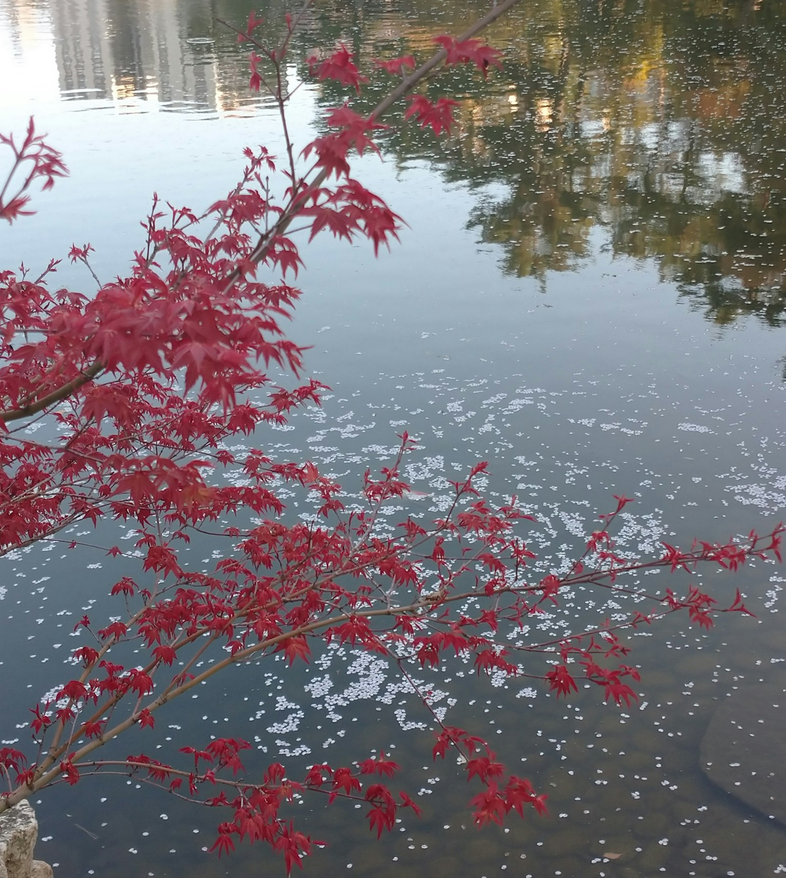 Ein Baum mit roten Blättern, der sich in der Wasseroberfläche spiegelt
