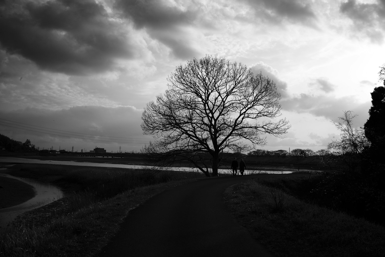 Un grand arbre se détachant sur un ciel nuageux près d'une rivière calme