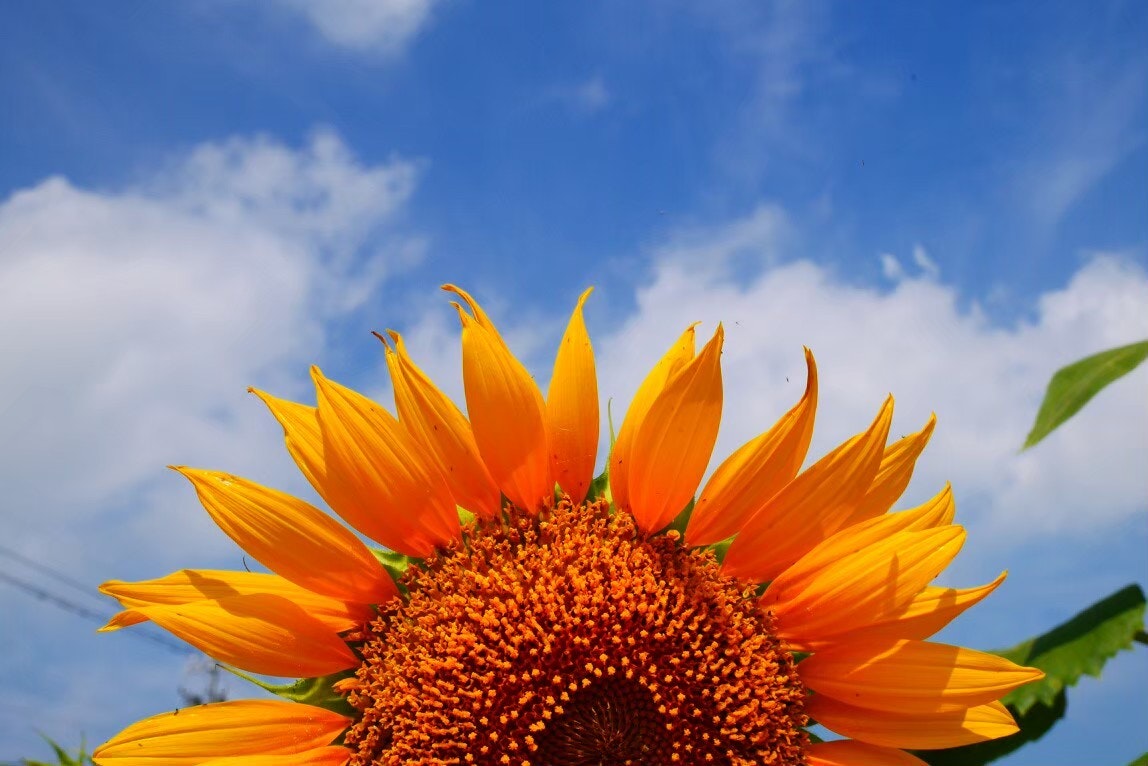 青空を背景に咲くオレンジのひまわりの花