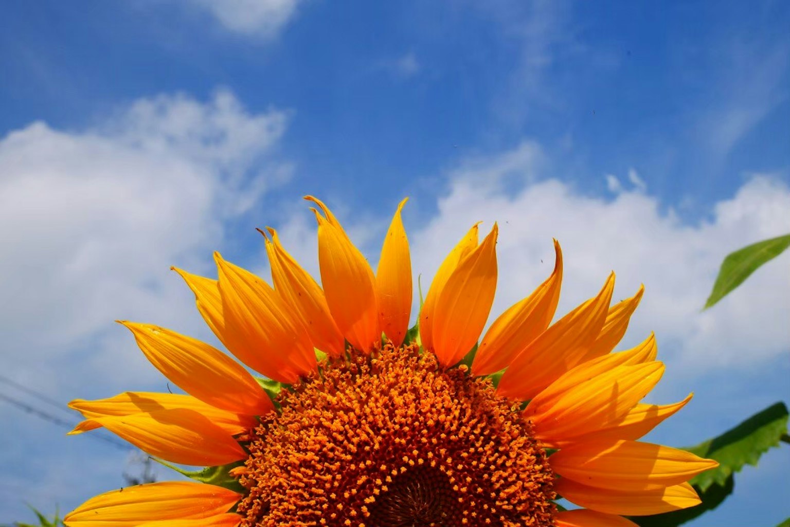 Tournesol éclatant fleurissant sous un ciel bleu