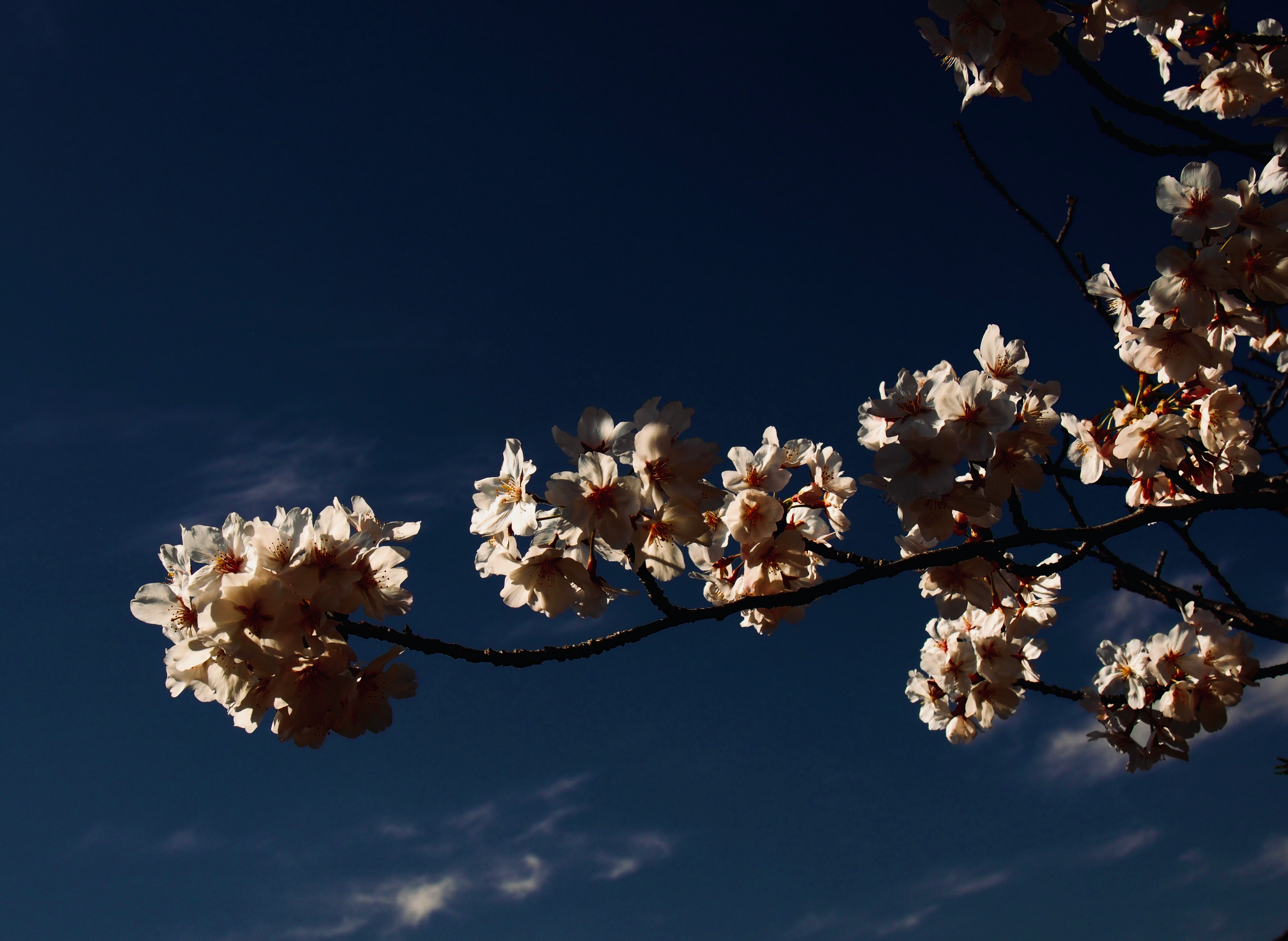 青空に咲く桜の花枝