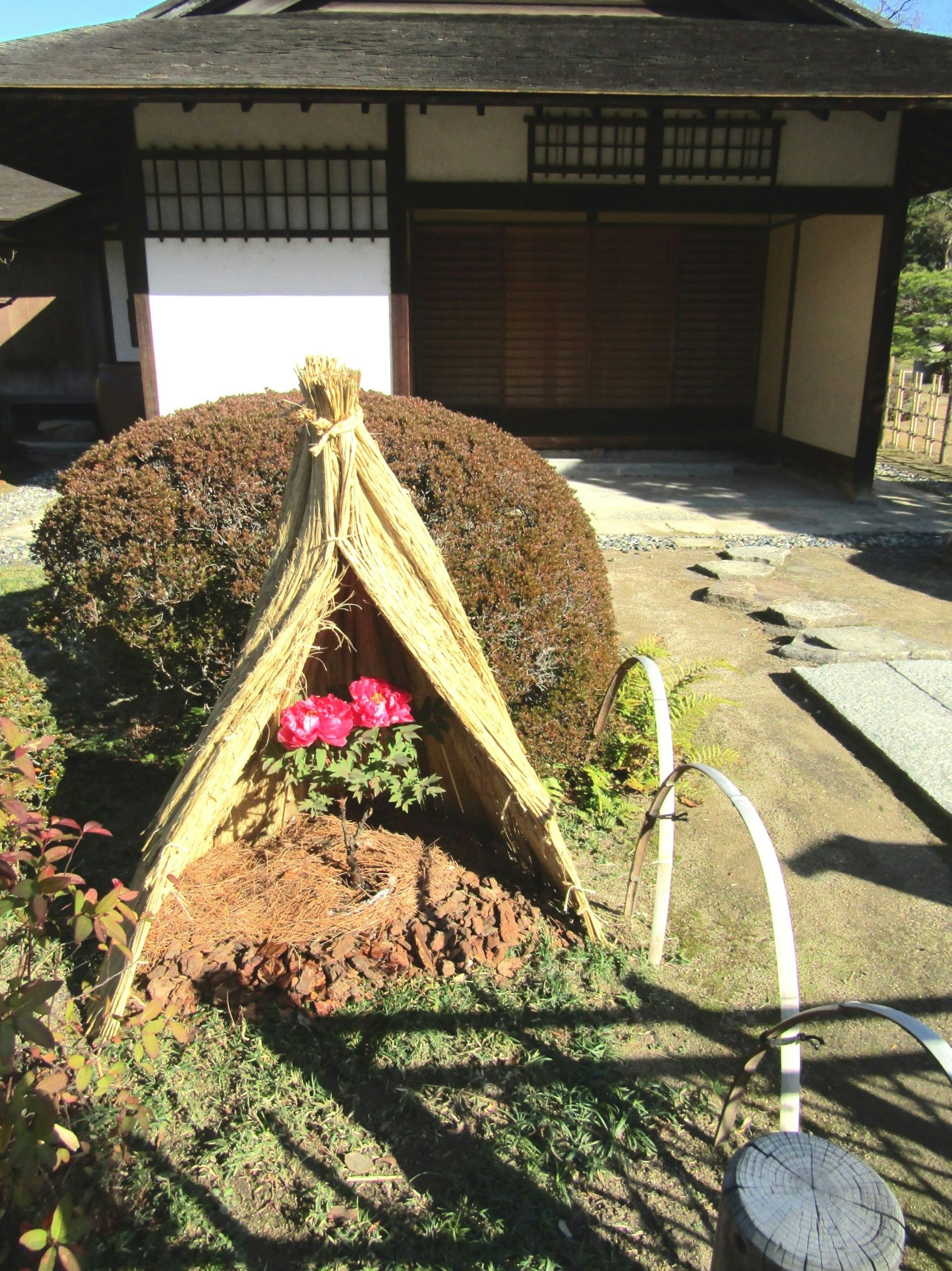 Kebun musim dingin dengan bunga peony dan jerami terikat di Shukkeien Hiroshima