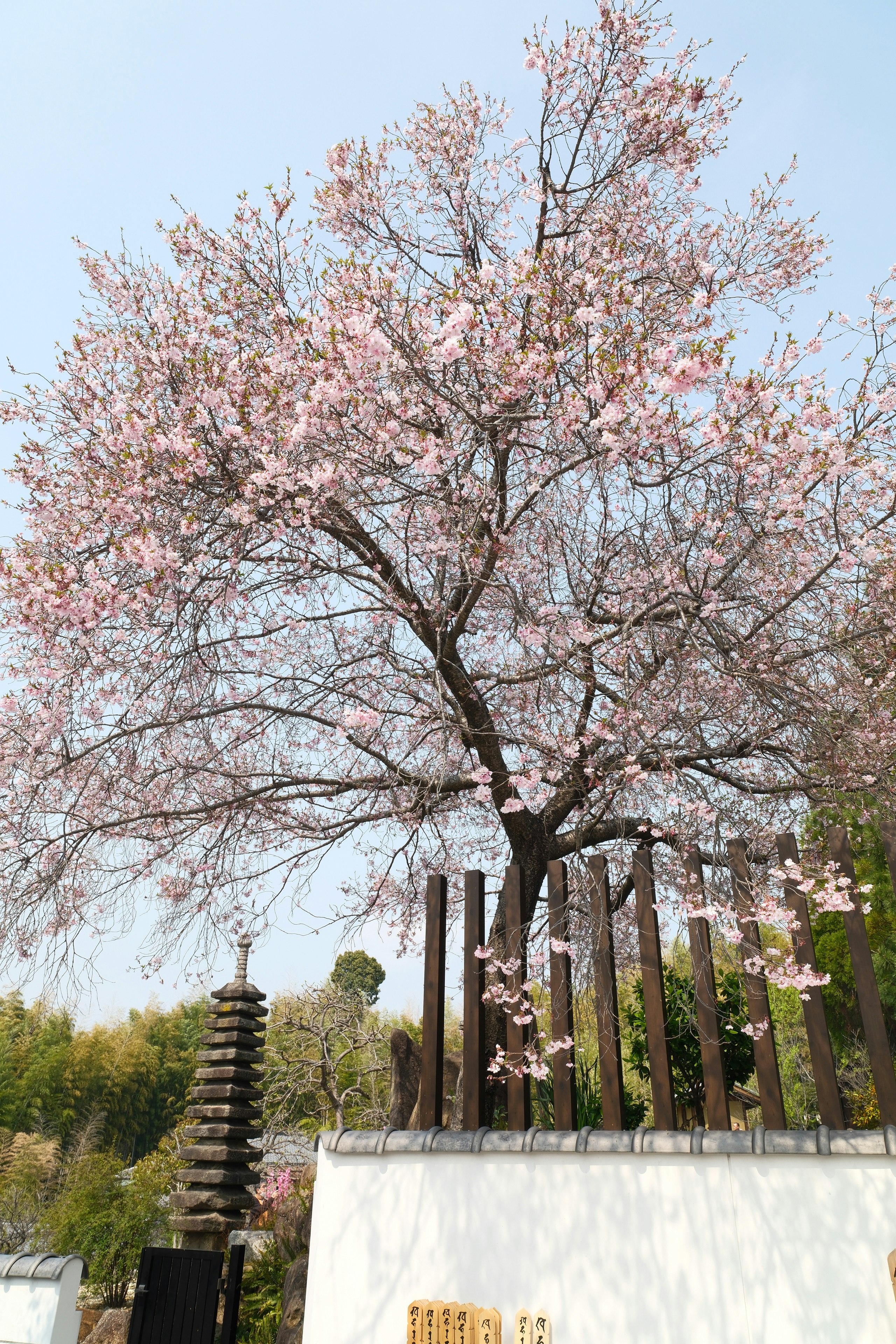 桜の木と石段のある八事山興正寺の境内