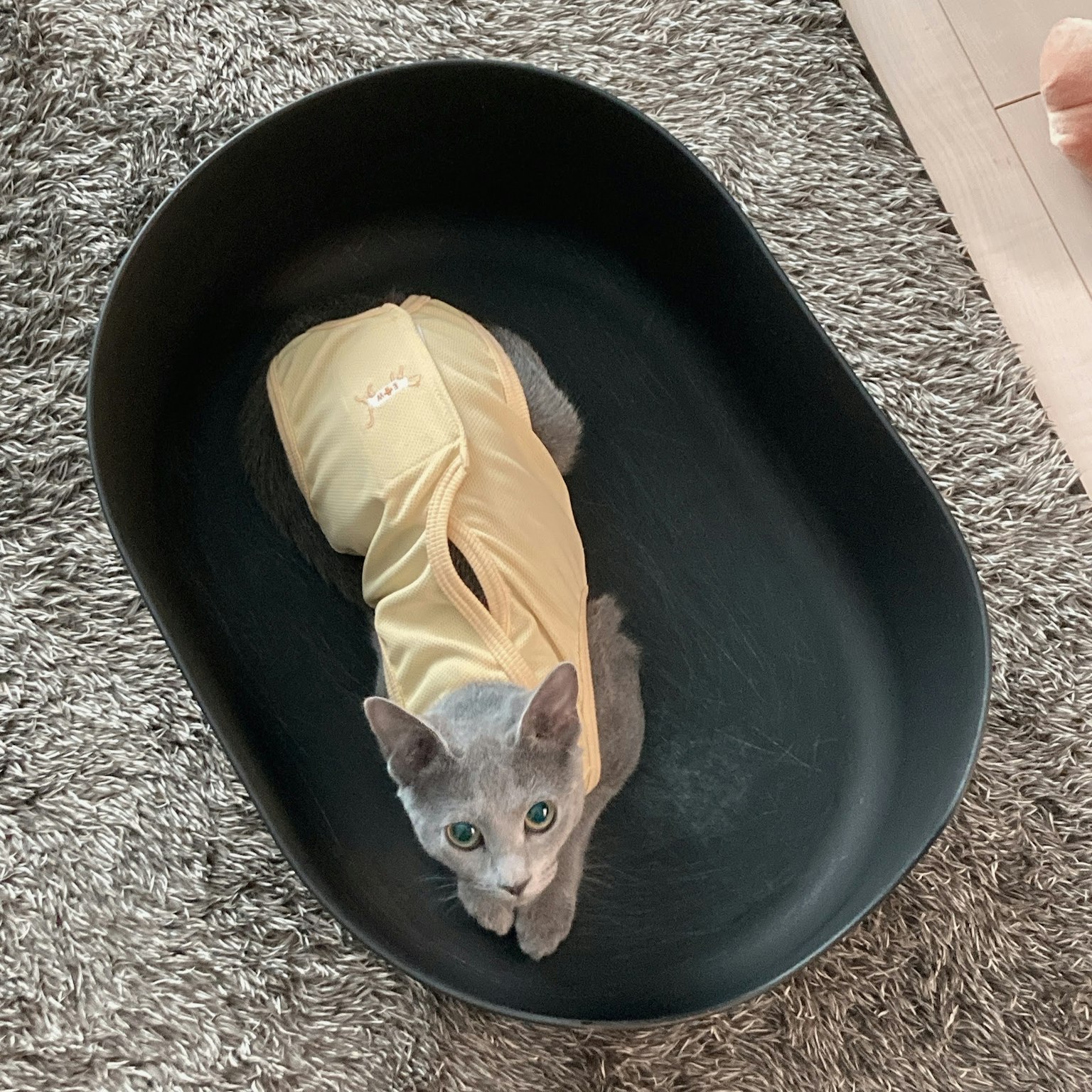 Gatto grigio che indossa un vestito giallo sdraiato in una ciotola nera
