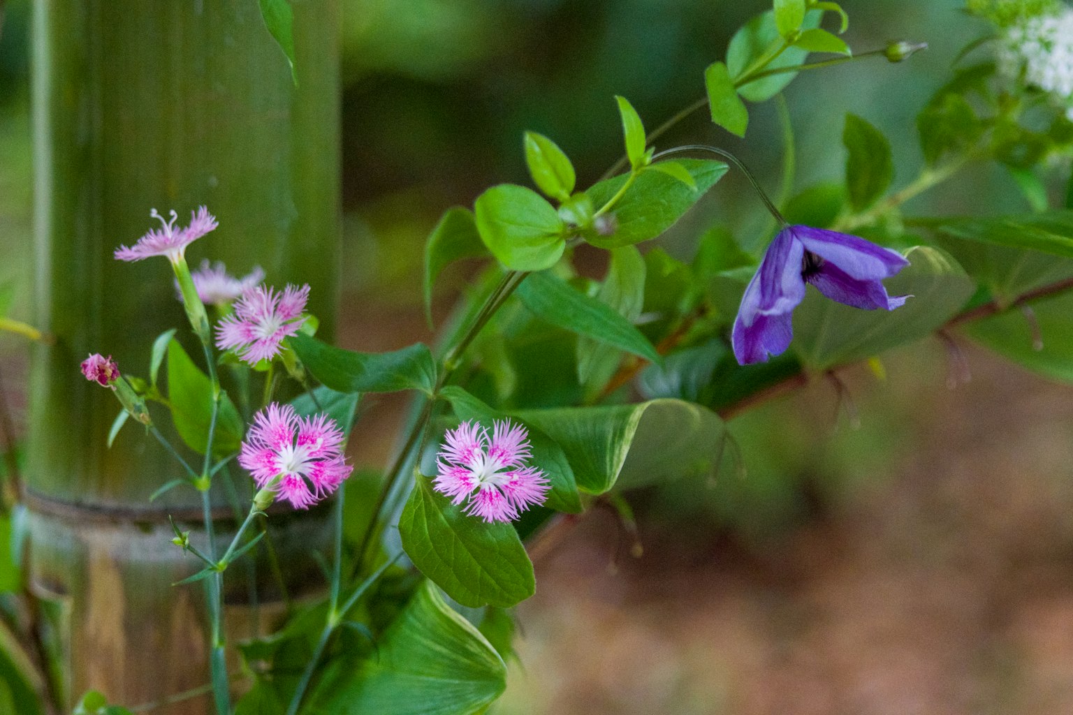 Foto di fiori rosa e viola vicino al bambù con fogliame verde sullo sfondo