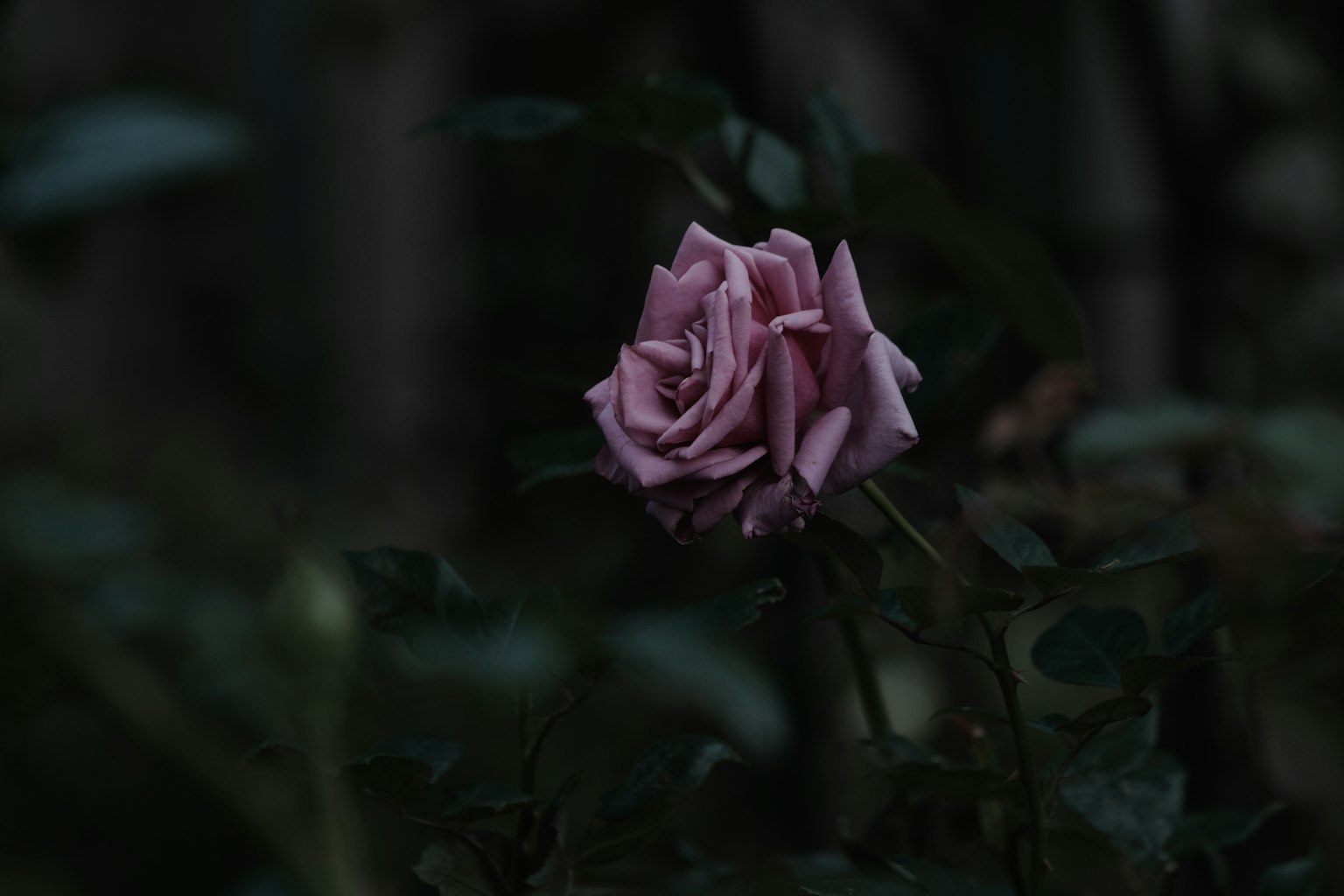 A pale purple rose blooming against a dark background