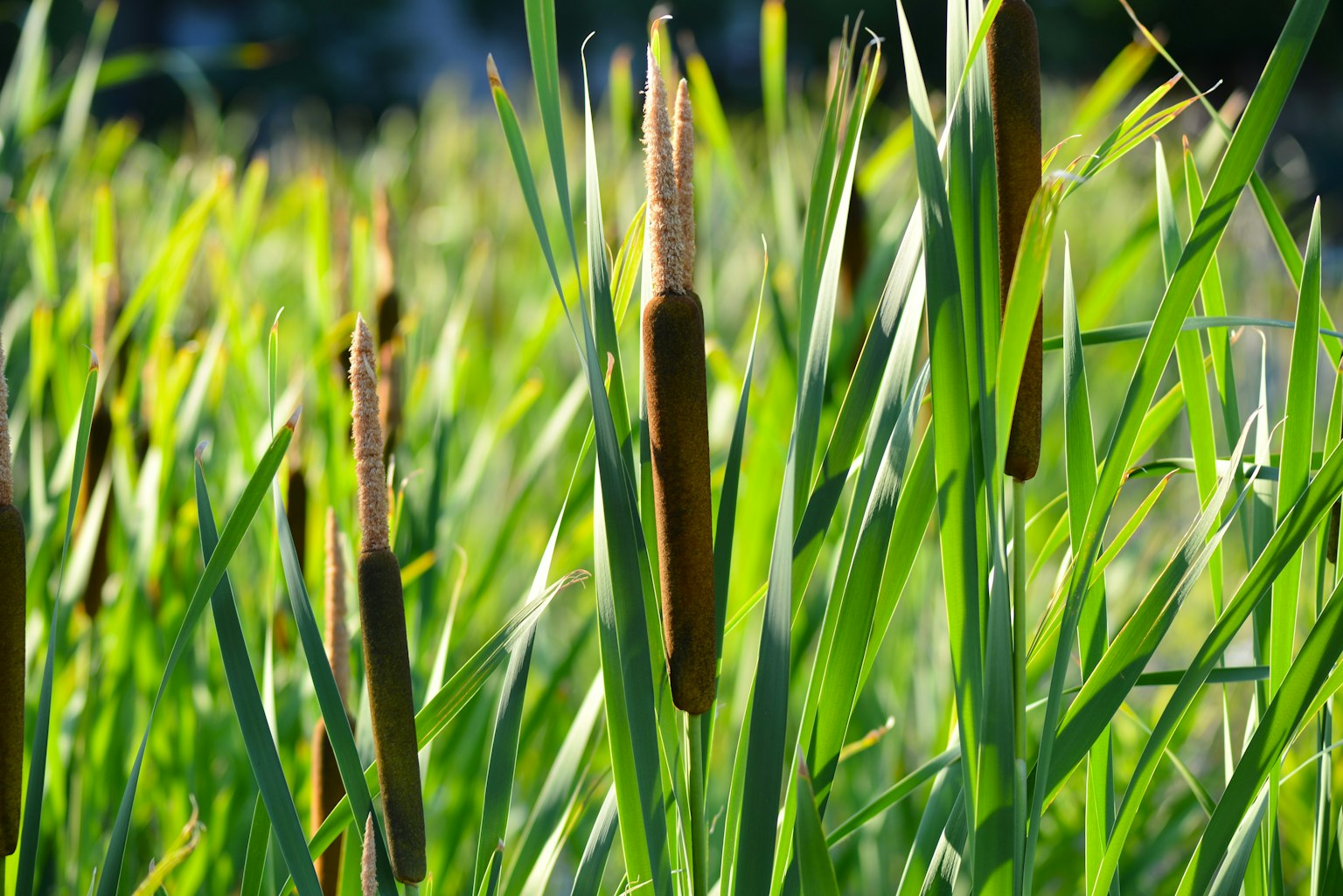 Plantas de espadaña de pie entre la hierba verde