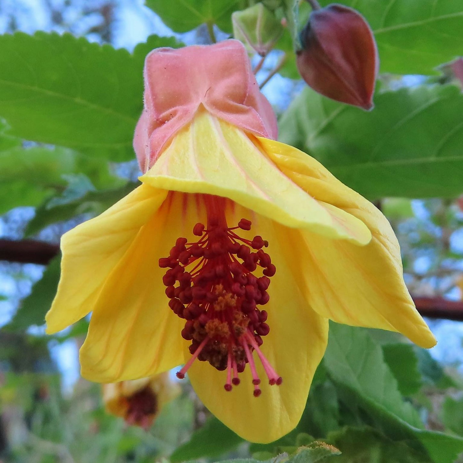 Fleur jaune vibrante fleurissant parmi des feuilles vertes