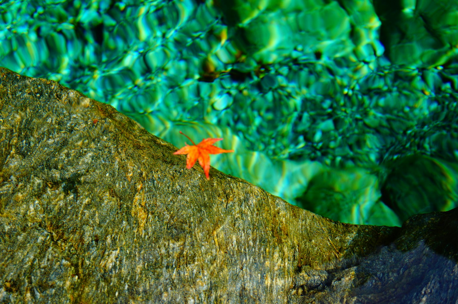 A vibrant orange leaf rests on a rock beside clear turquoise water