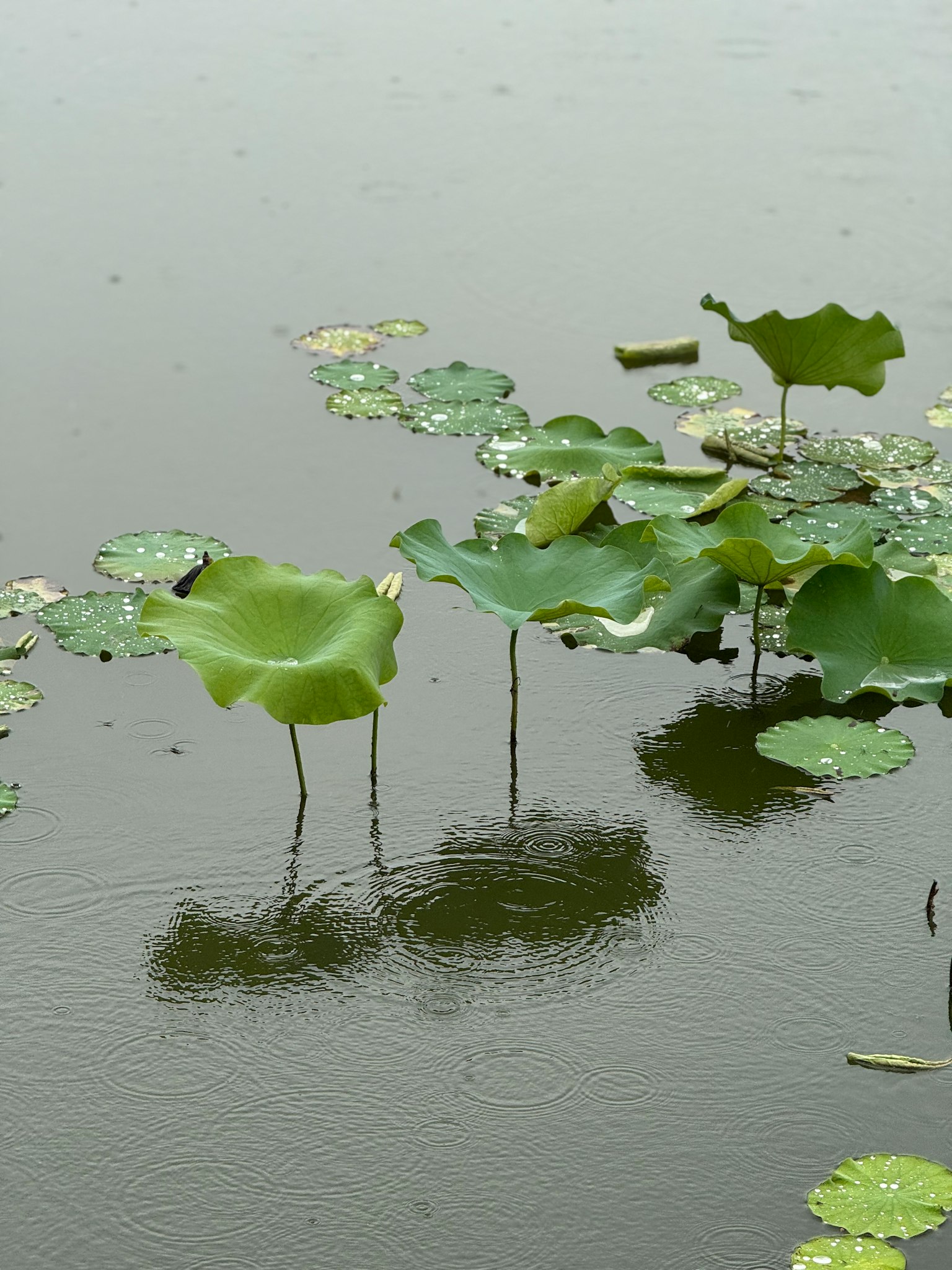 Hojas de loto verdes flotando en la superficie del agua con reflejos