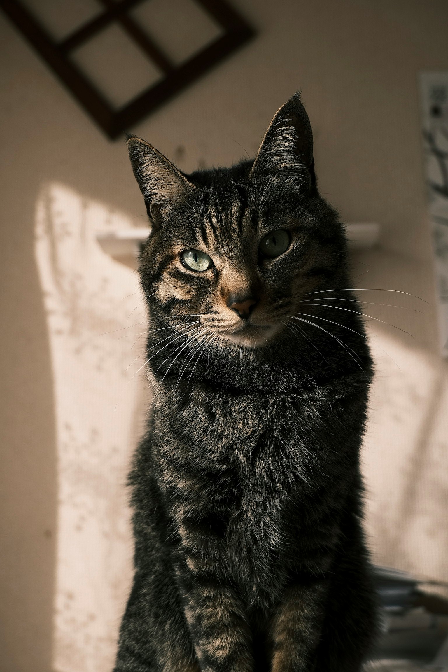 Kucing tabby duduk di bawah sinar matahari dengan ekspresi tenang