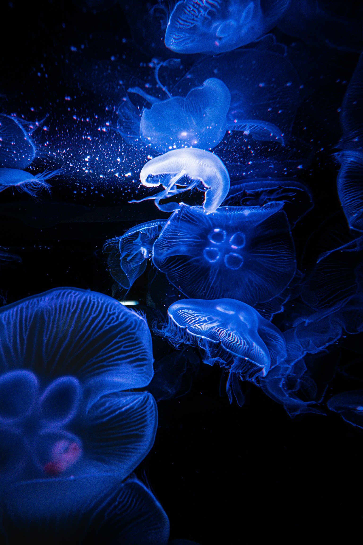 Adegan ubur-ubur yang diterangi cahaya biru di dalam air