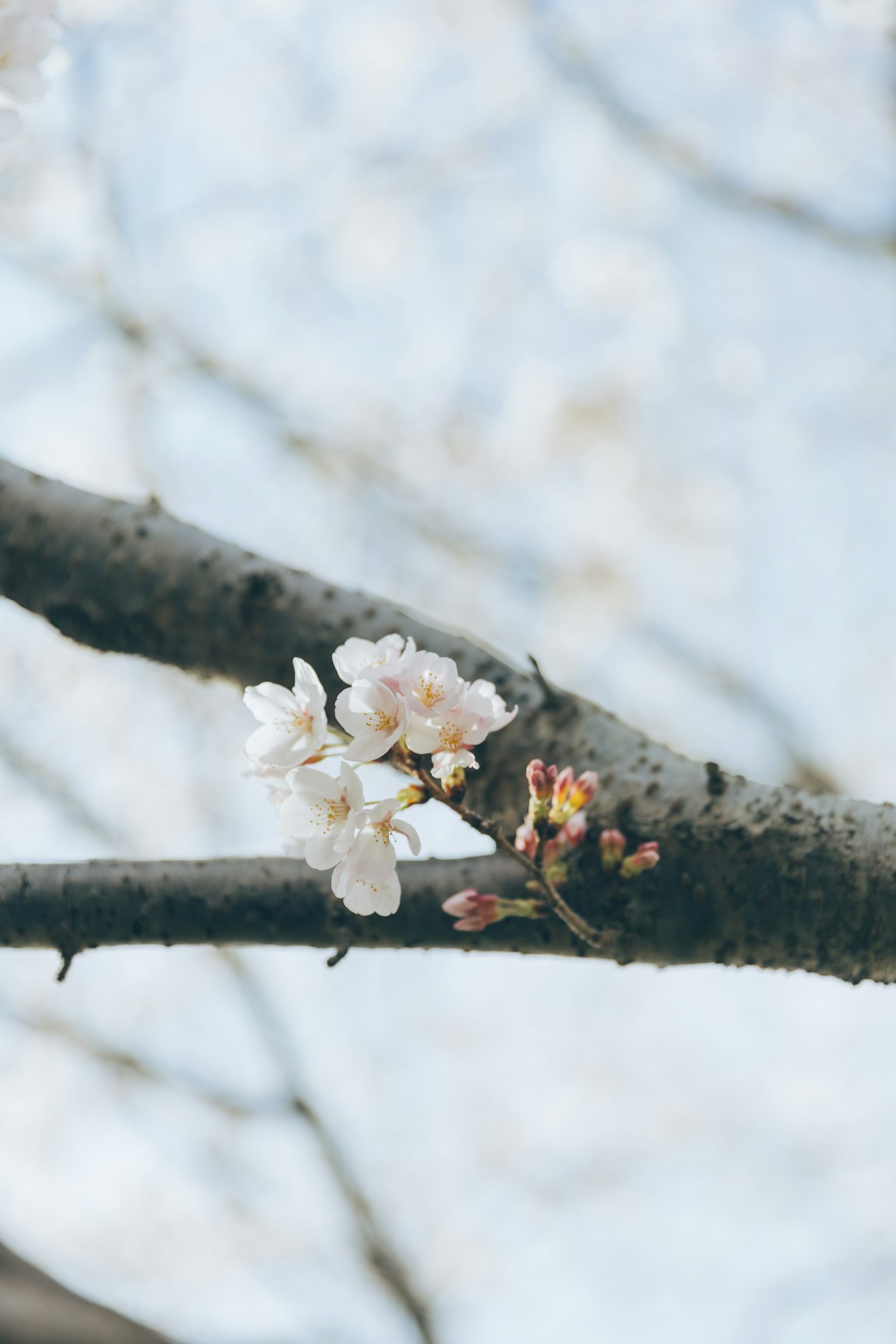 樱花在树枝上的特写