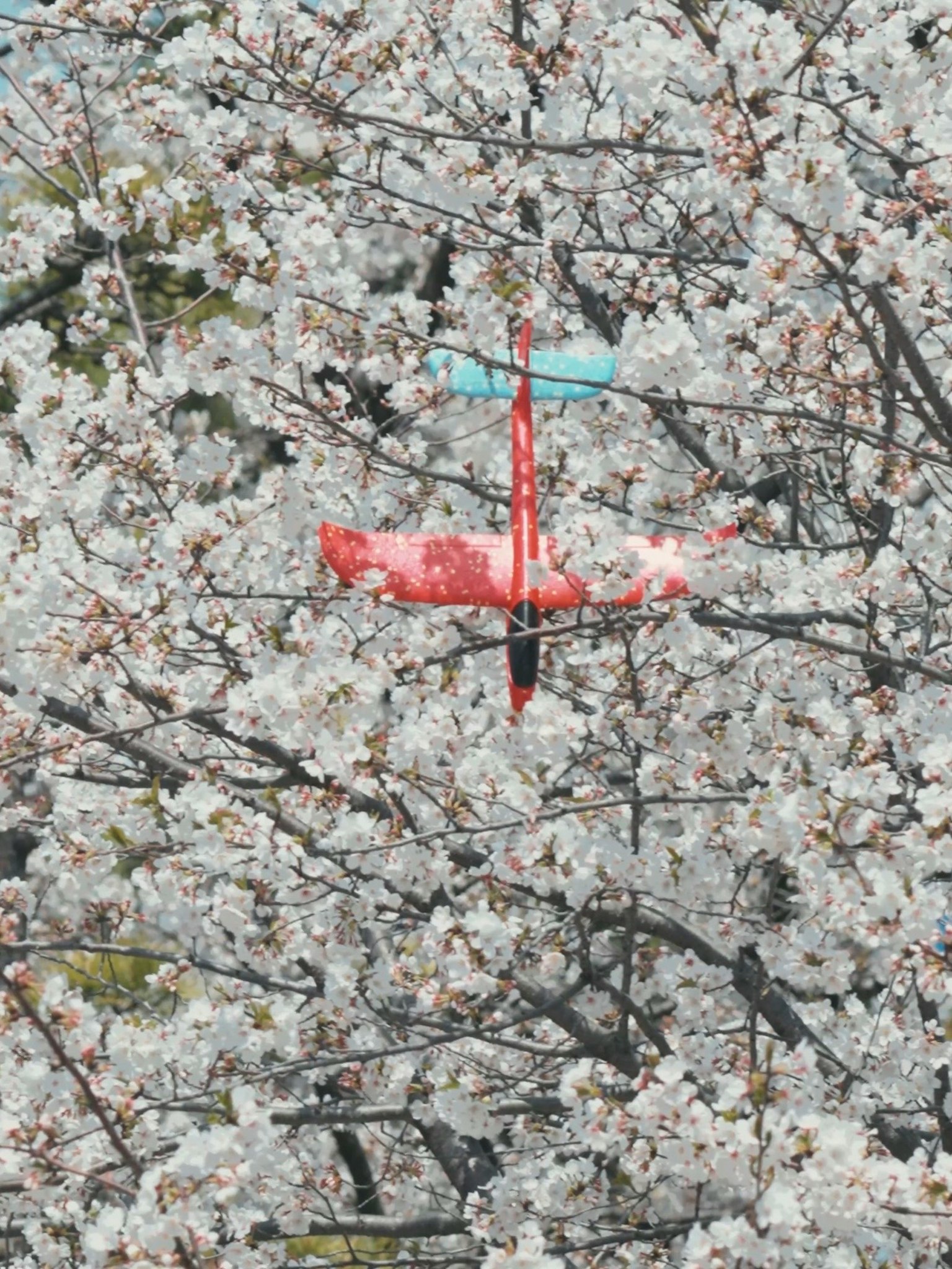 Balon merah dan biru tersembunyi di antara bunga sakura