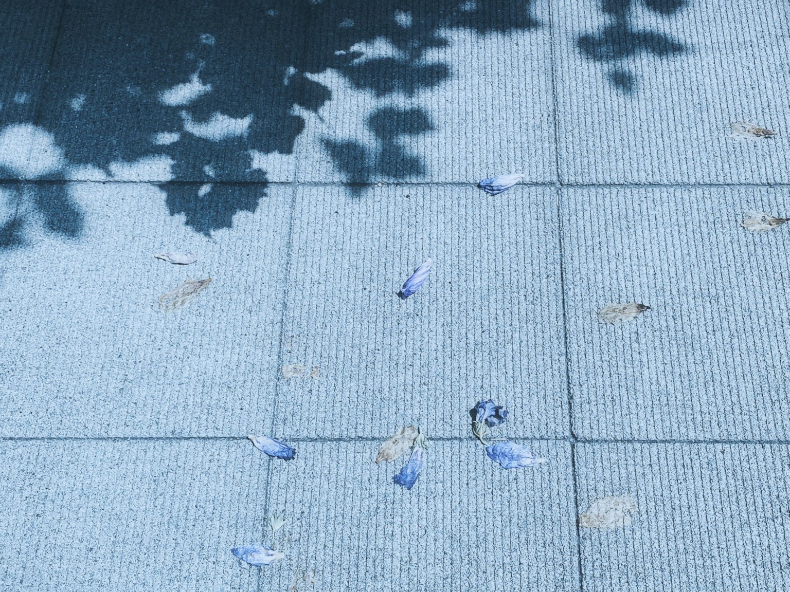 Lila Blütenblätter verstreut auf blauen Fliesen mit Schatten