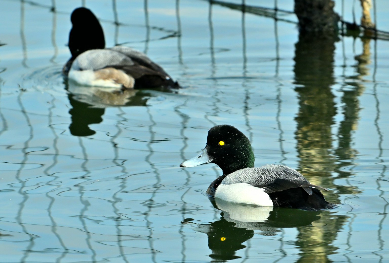 Bebek yang berenang di permukaan air dengan satu bebek di latar depan dan satu lagi di latar belakang