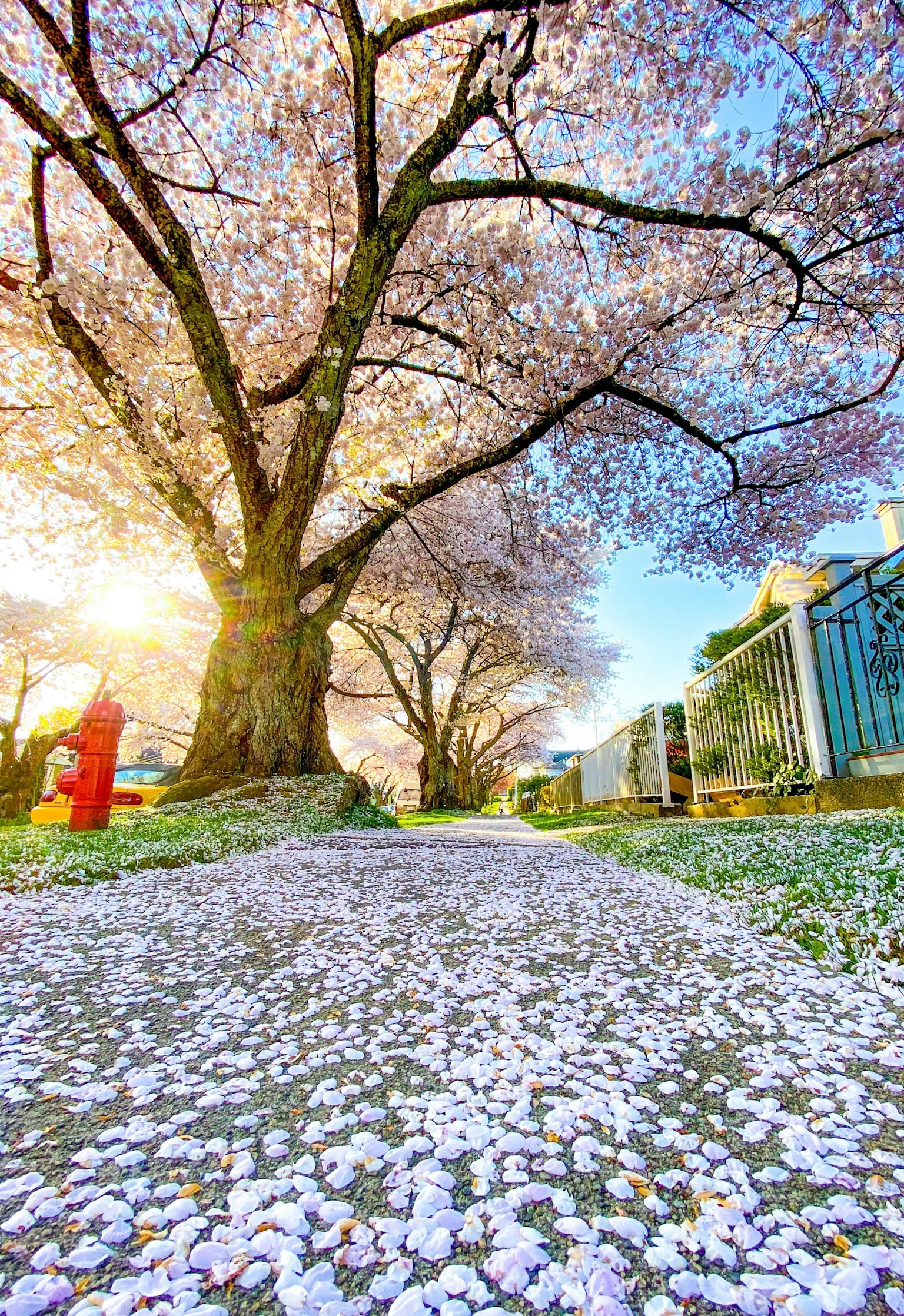 Albero di ciliegio con petali sparsi e luce solare