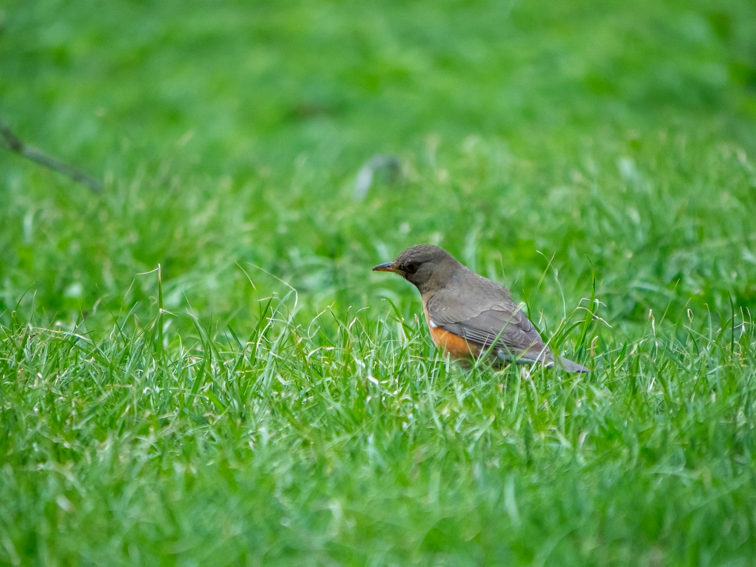 Small brown bird in green grass